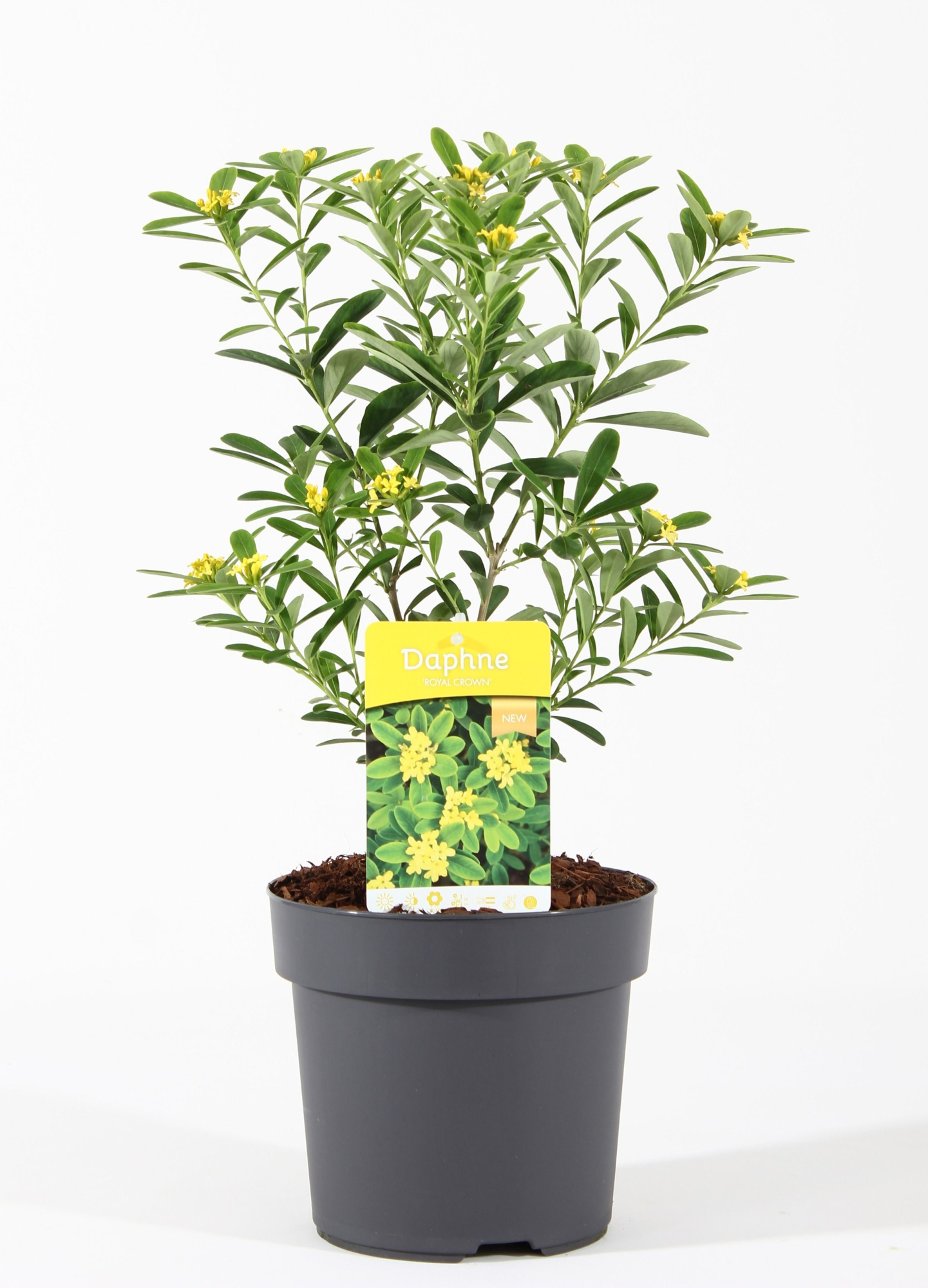 Daphne gem. 'Royal Crown' C2.5, D 18 cm