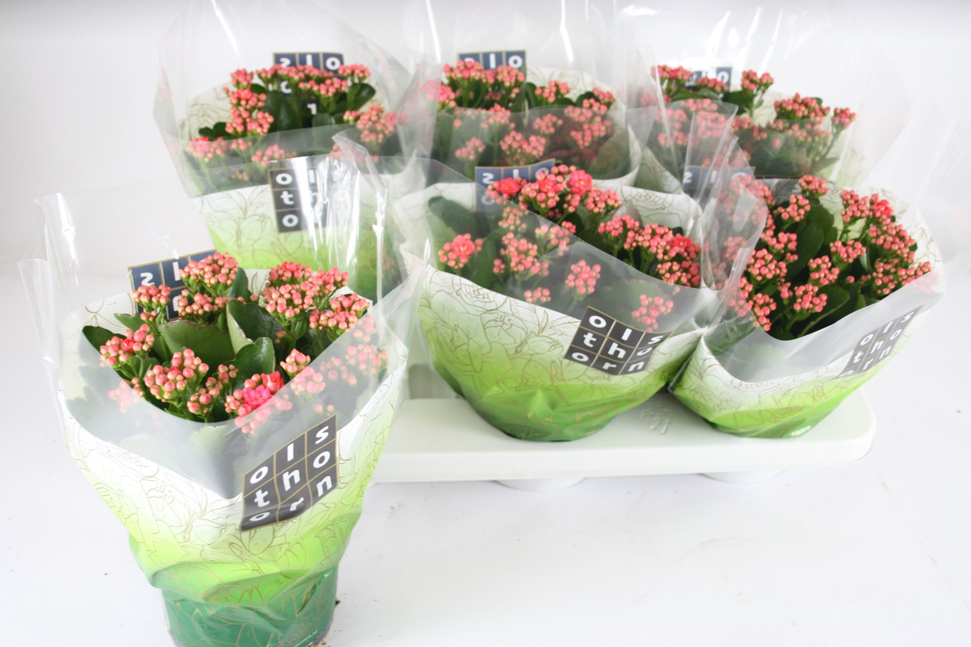 Gevuld 15 cm ROZE (Birkin), D 15