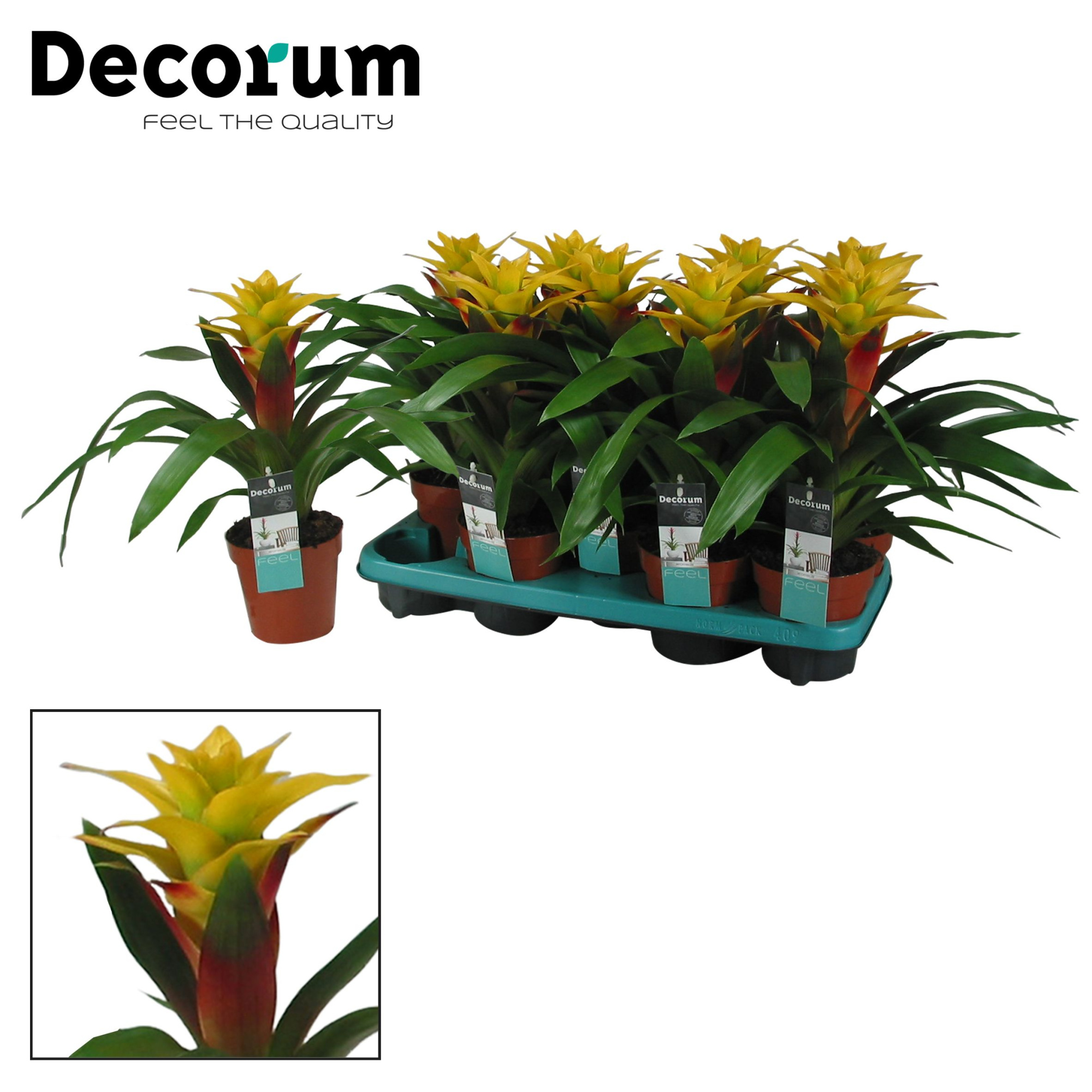 Guzmania Fancy Squarrosa (Decorum), D 13 cm