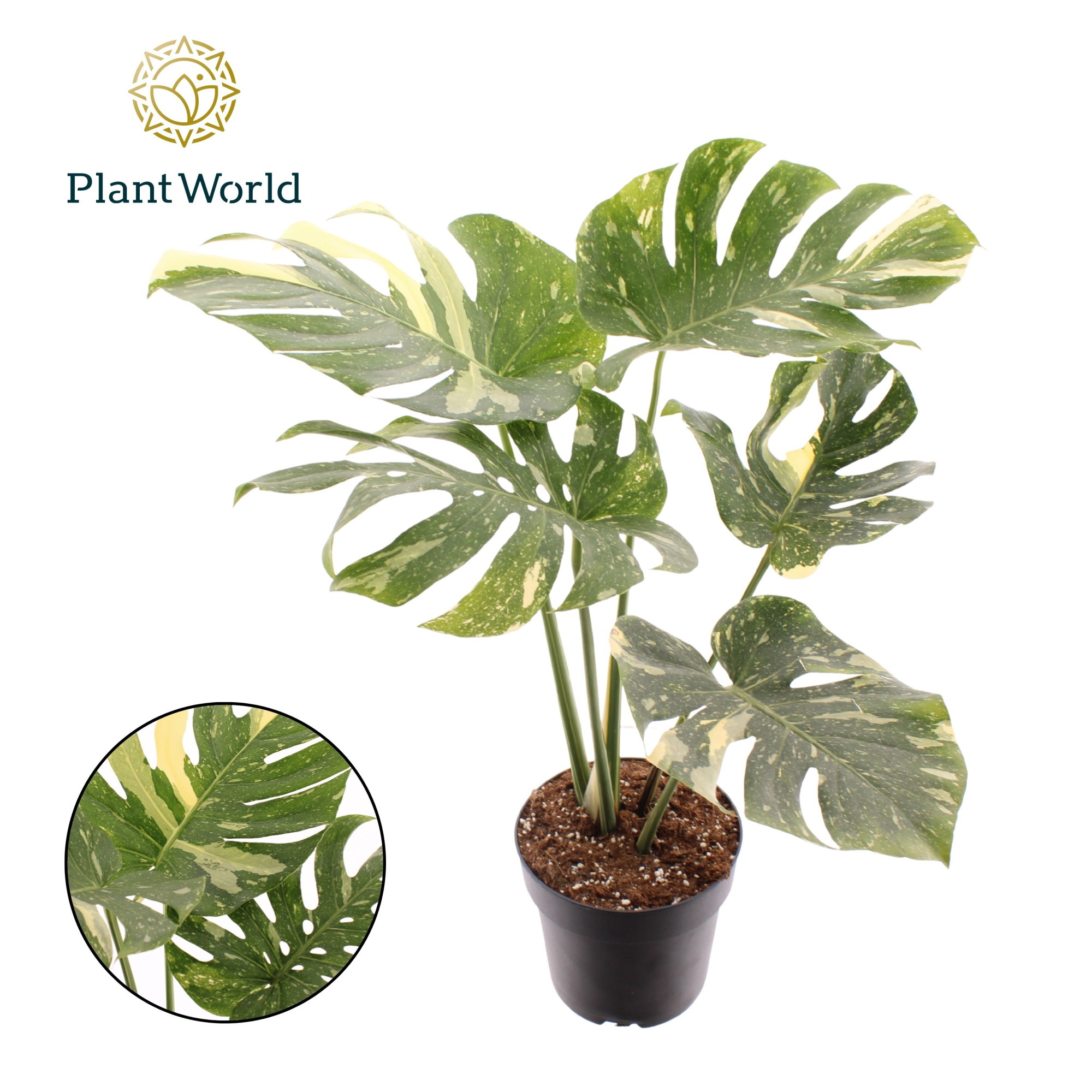 Monstera 'Thai Constellation', D 19 cm