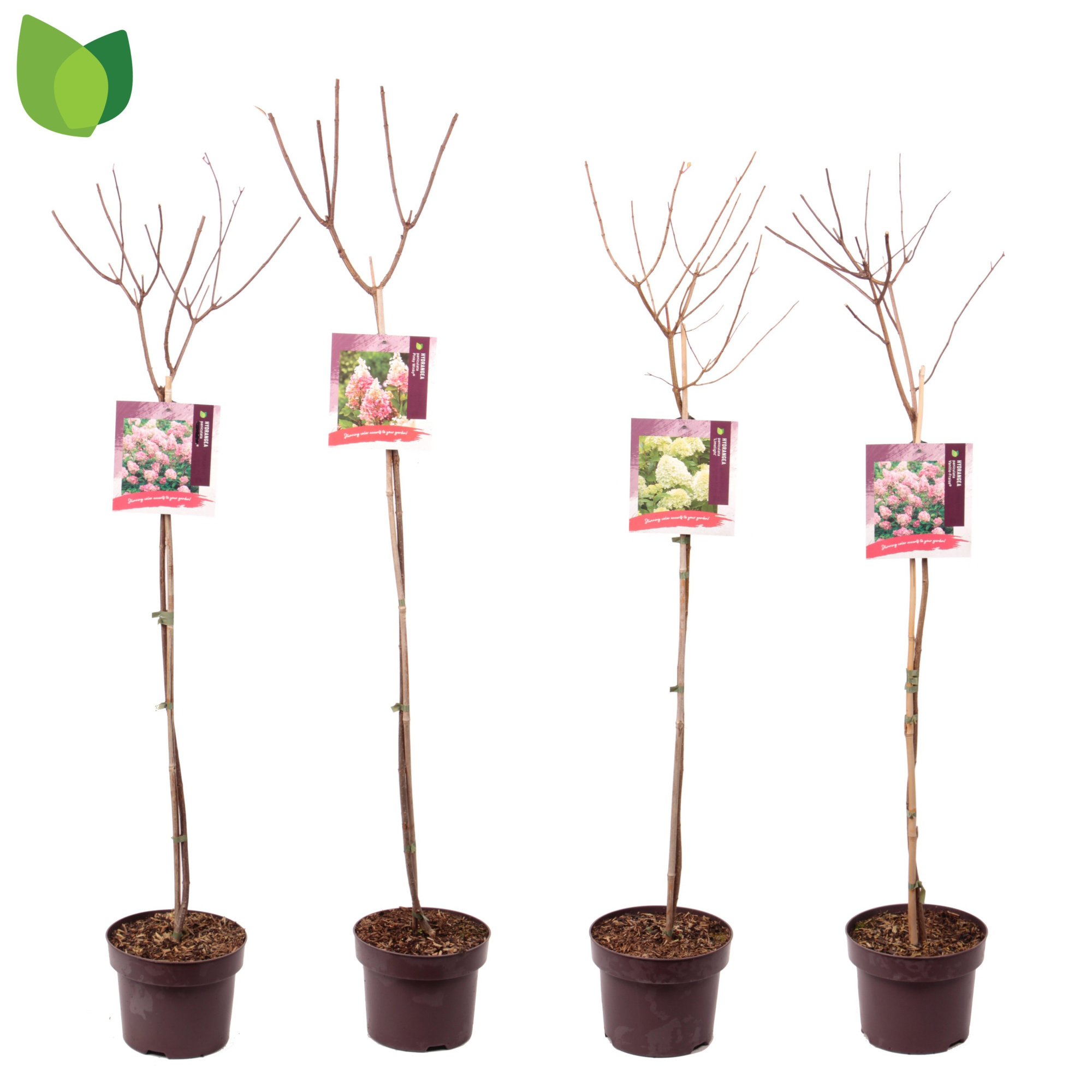 Hydrangea paniculata C5/P23 STAM MIX, D 23