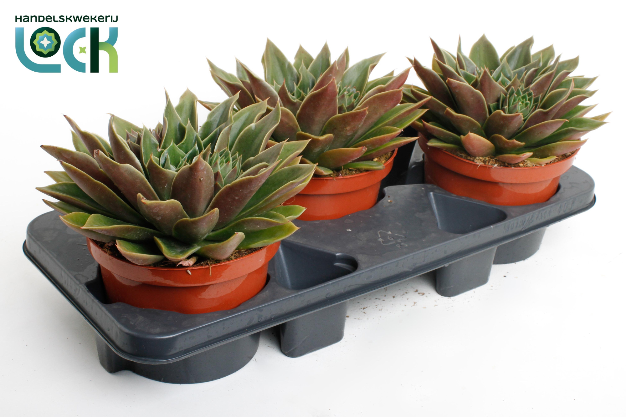 Echeveria Mexico, D 17