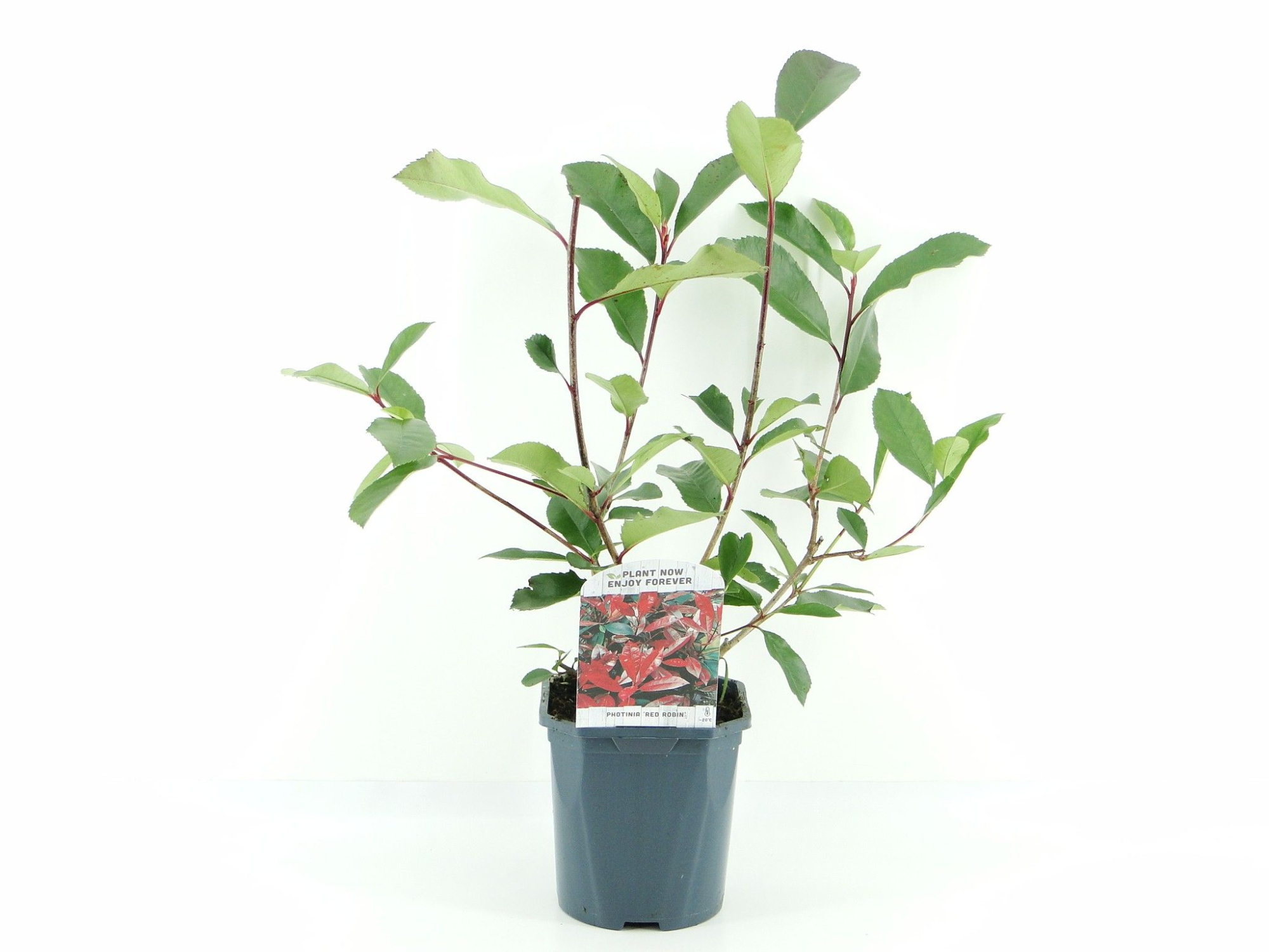 Photinia fras. Red Robin, D 17 cm