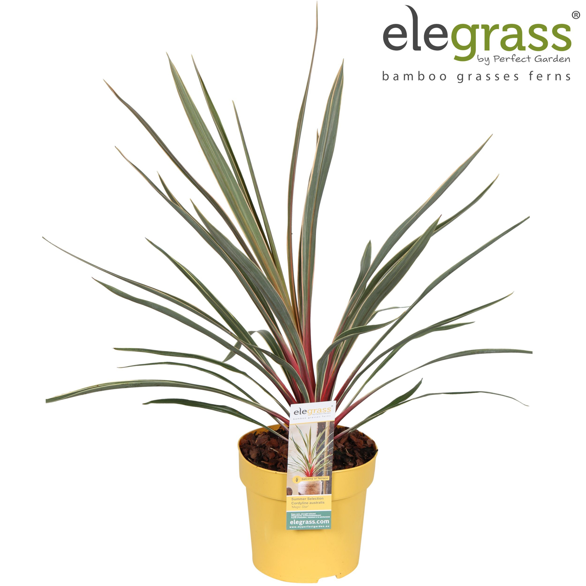 Cordyline australis 'Magic Star' P14, D 14 cm