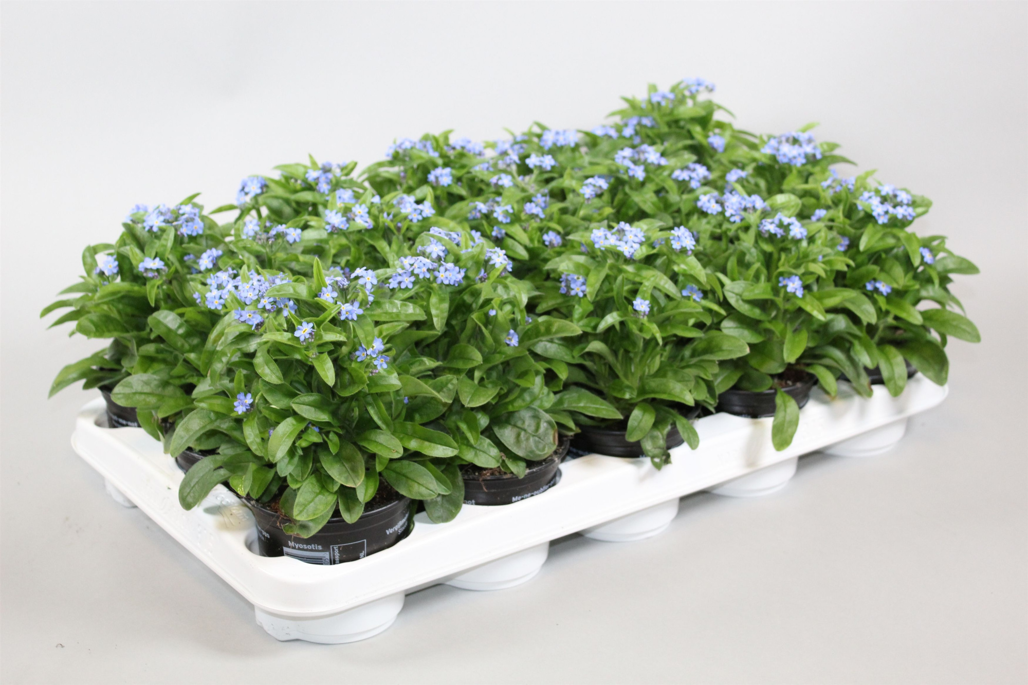 Myosotis Mon Amie, D 10,5