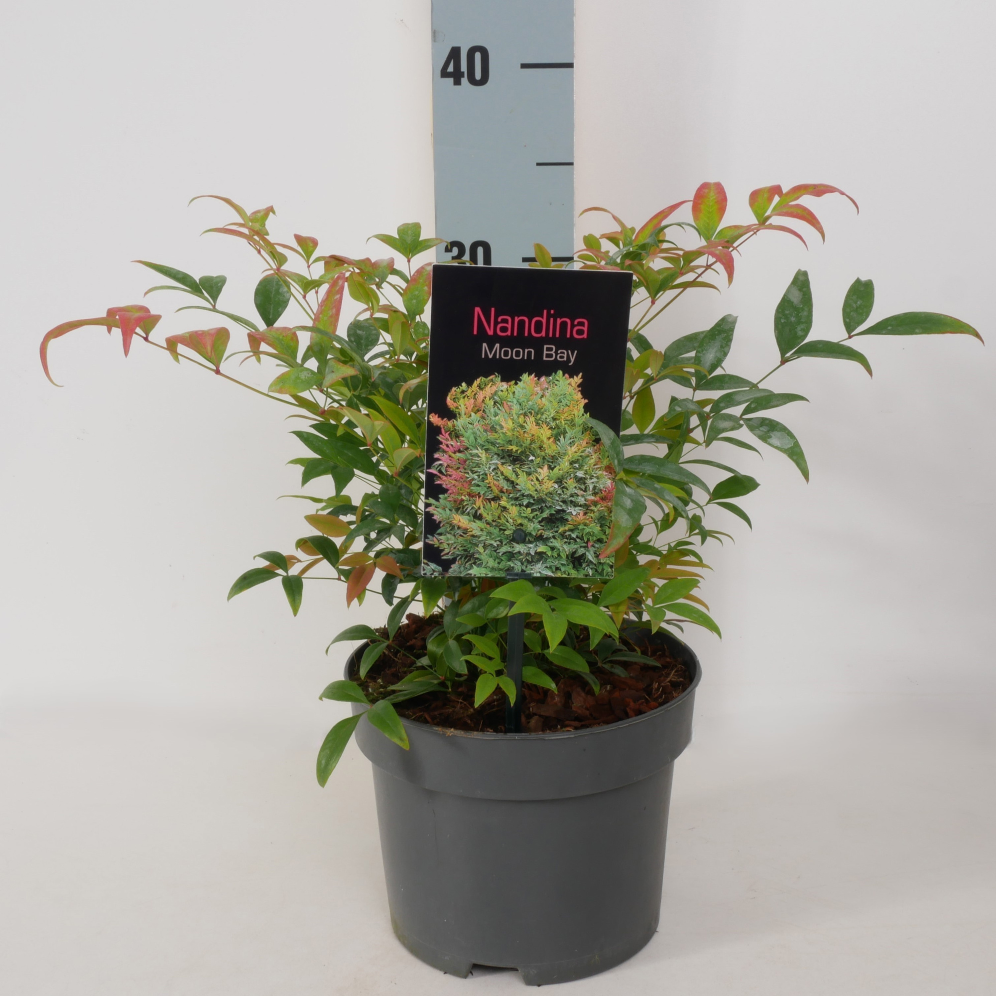 Nandina domestica 'Moon Bay' P17, D 17
