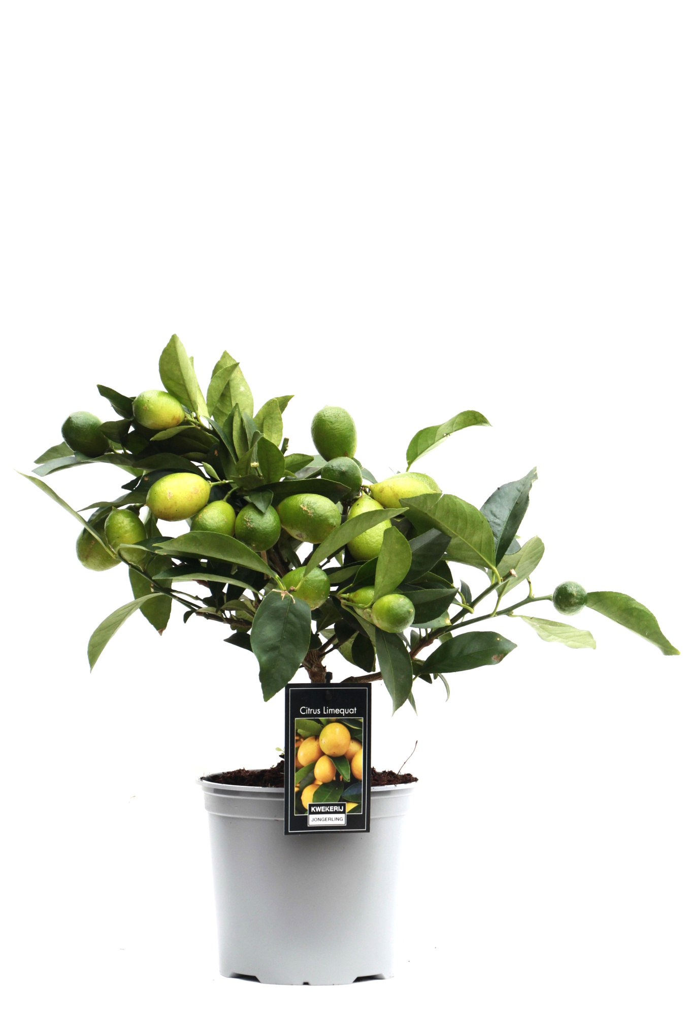 Citrus Limeqaut, D 15