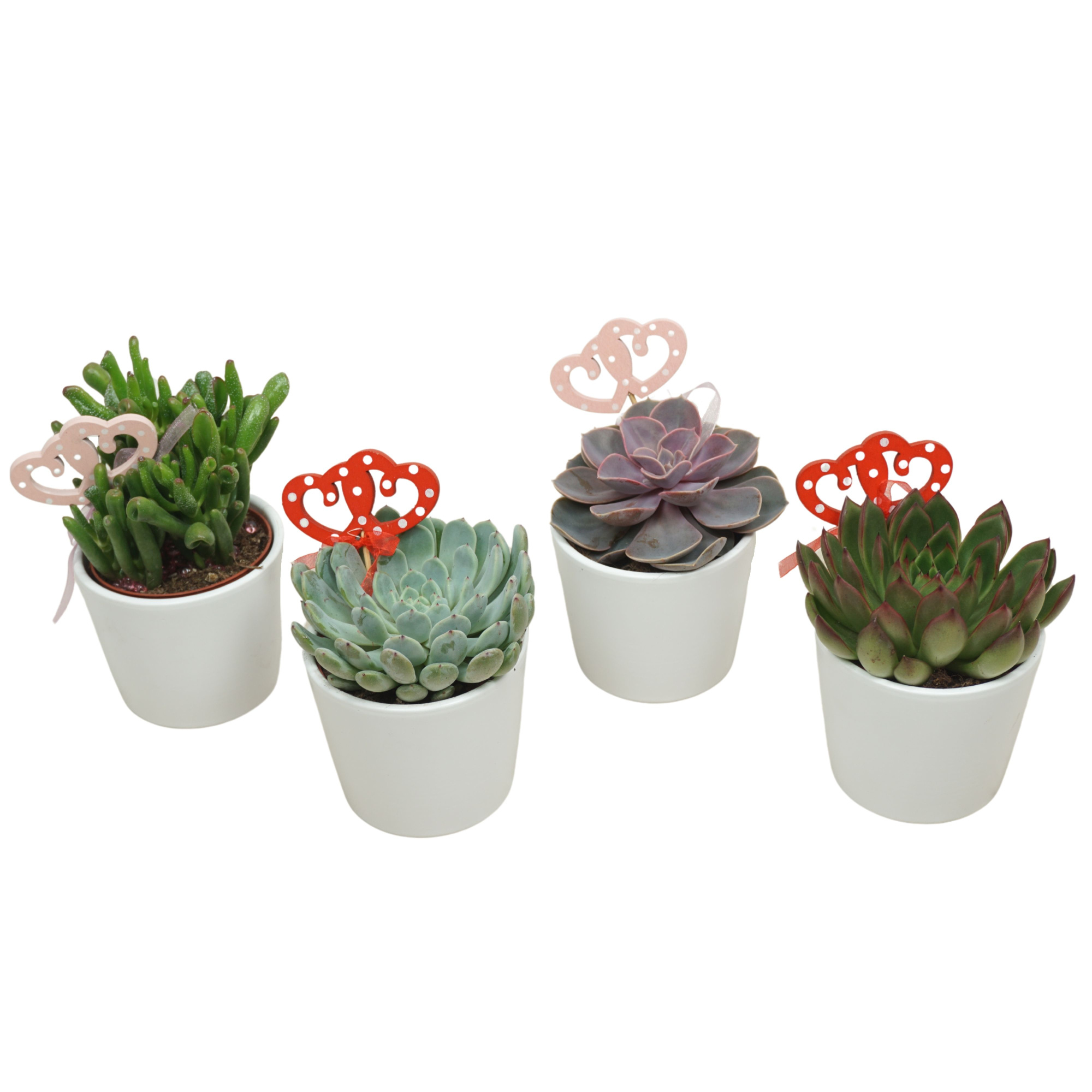 Succulenten mix 8,5 cm in 'White Lina potje' met steker, D 8,5 cm