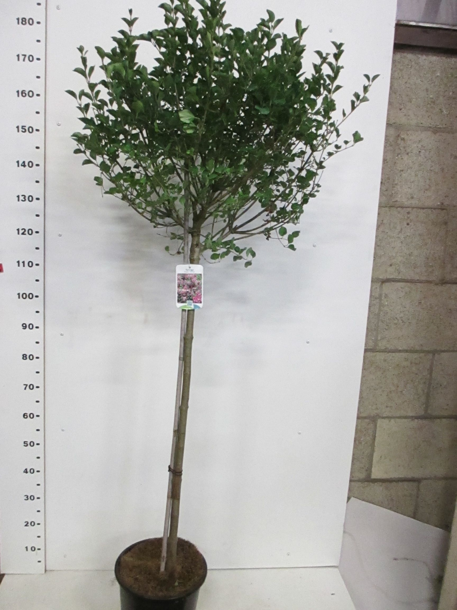 Syringa m. Palibin 100st. P28, D 28 cm