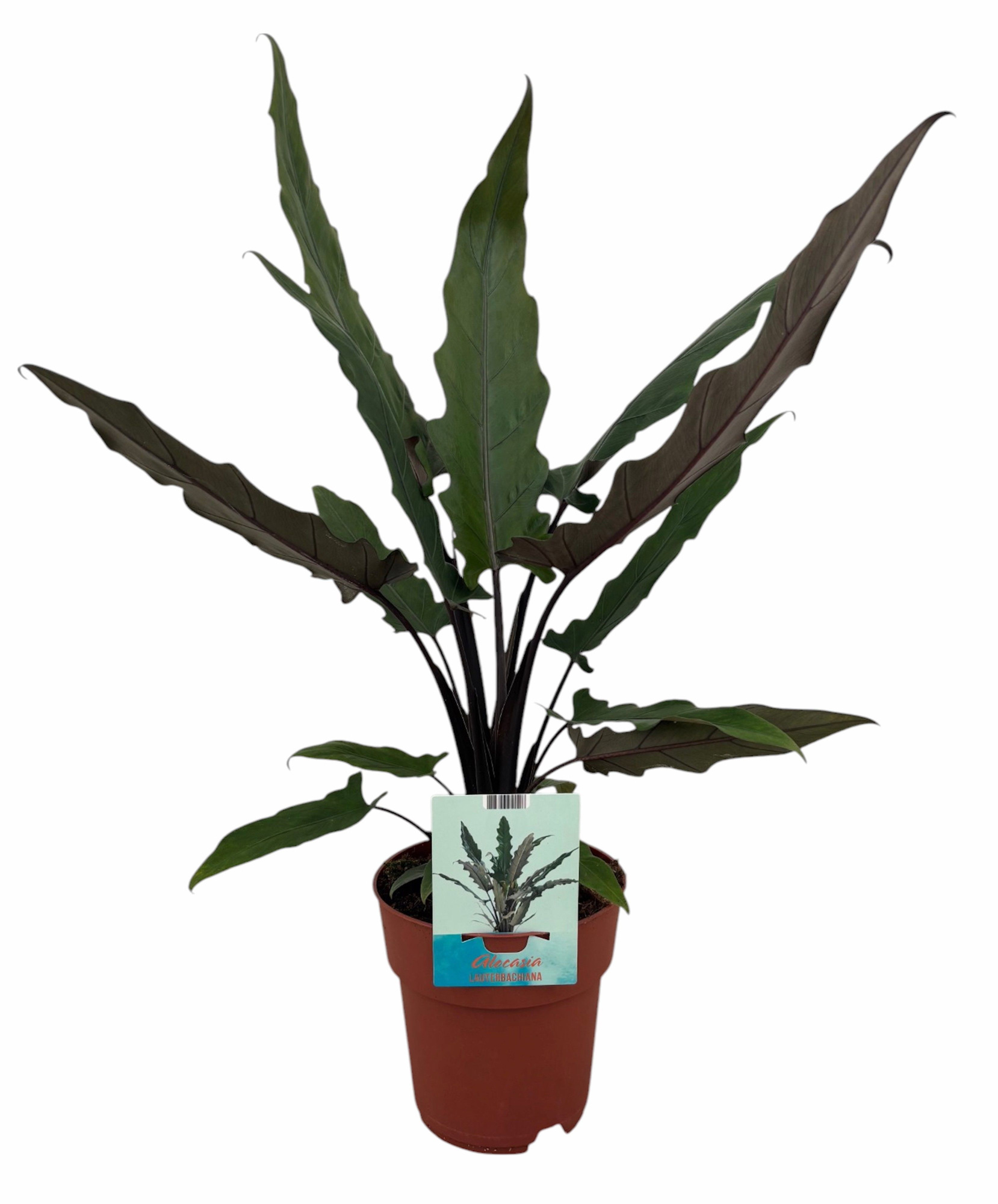Alocasia Lauterbachiana (Peat Free / Veenvrij), D 19
