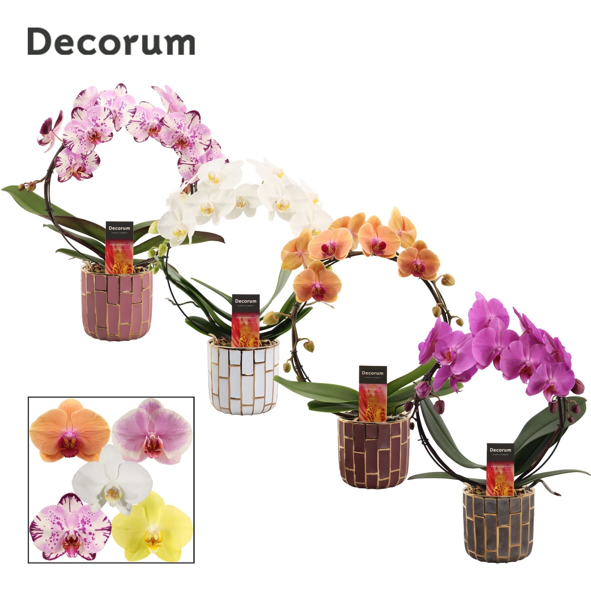 Phalaenopsis boog mix in Pascalle (Luxury world-collection), D 12 cm