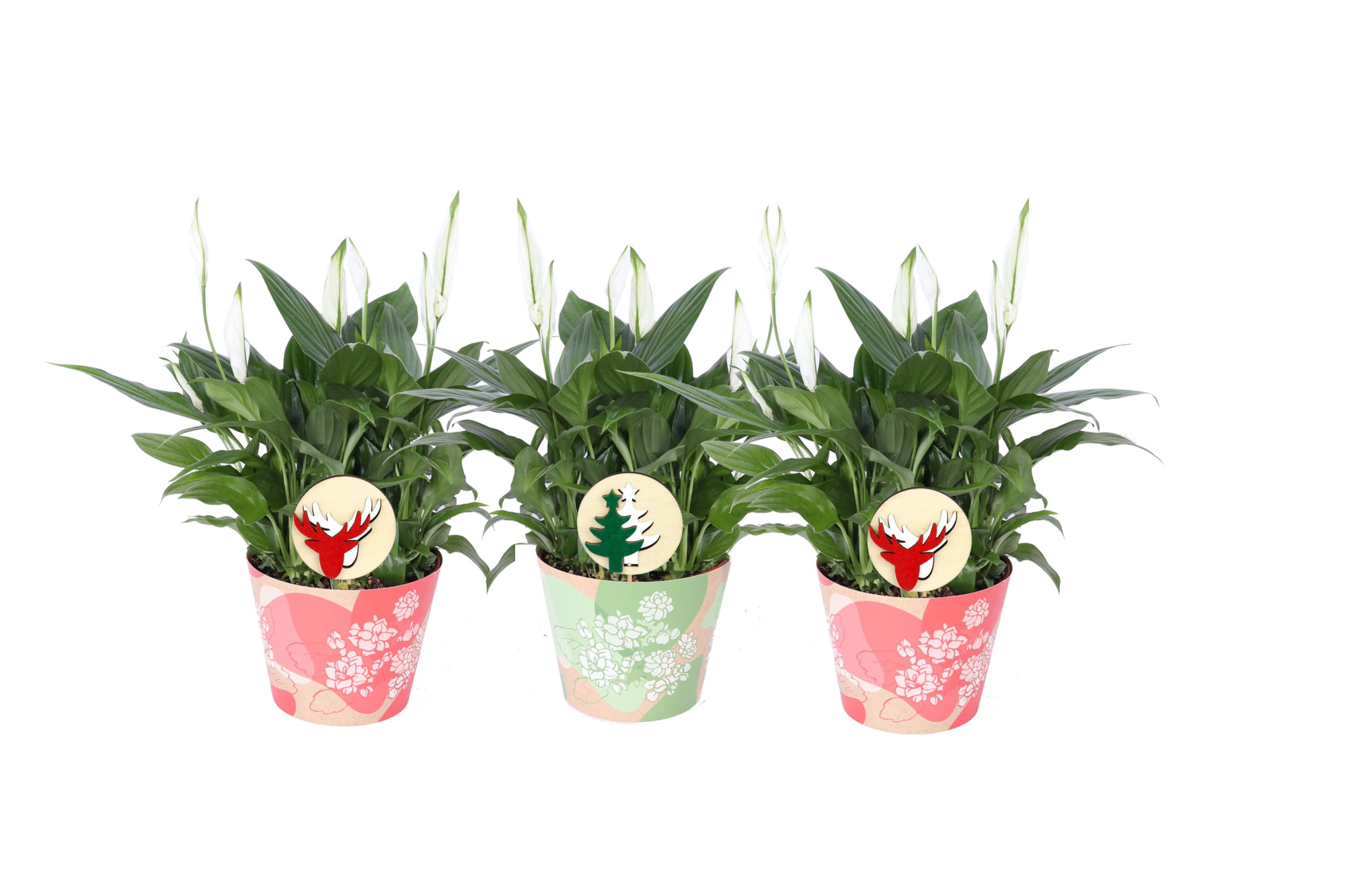 KP-849.7 - Spathiphyllum in waterdichte smartcup kerstmix, D 15
