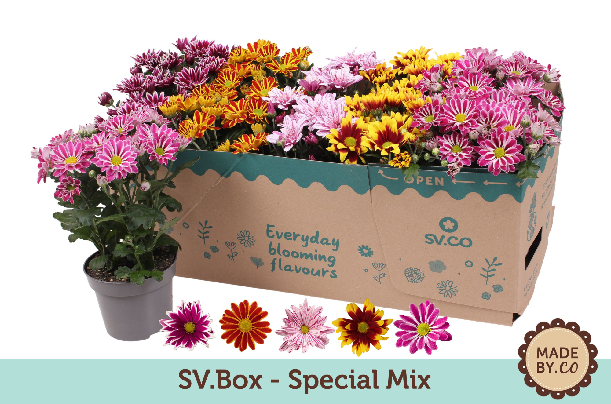 Chrysant Special Mix in SV.Box, D 12 cm