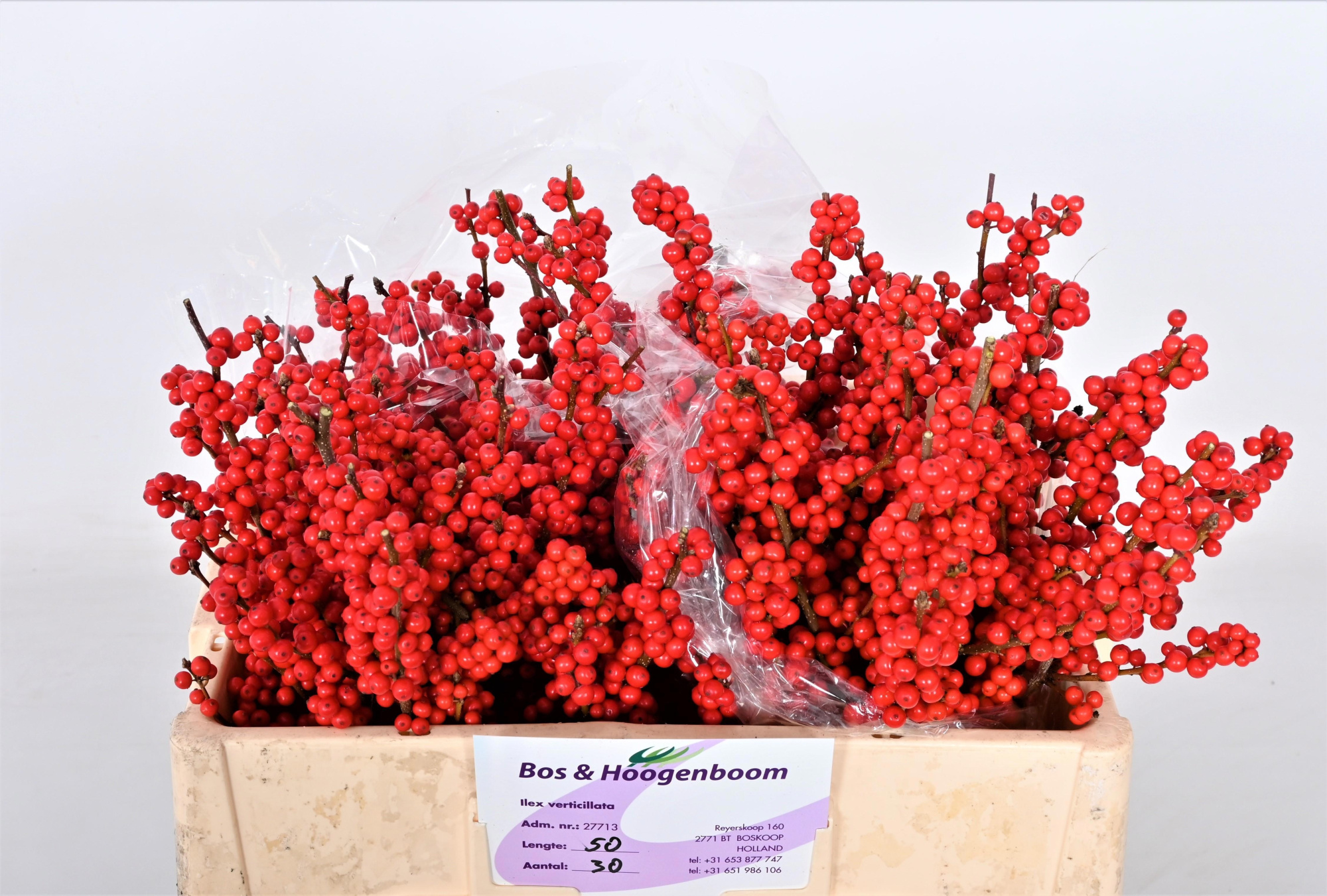 Илекс Красные ягоды 50, шт.