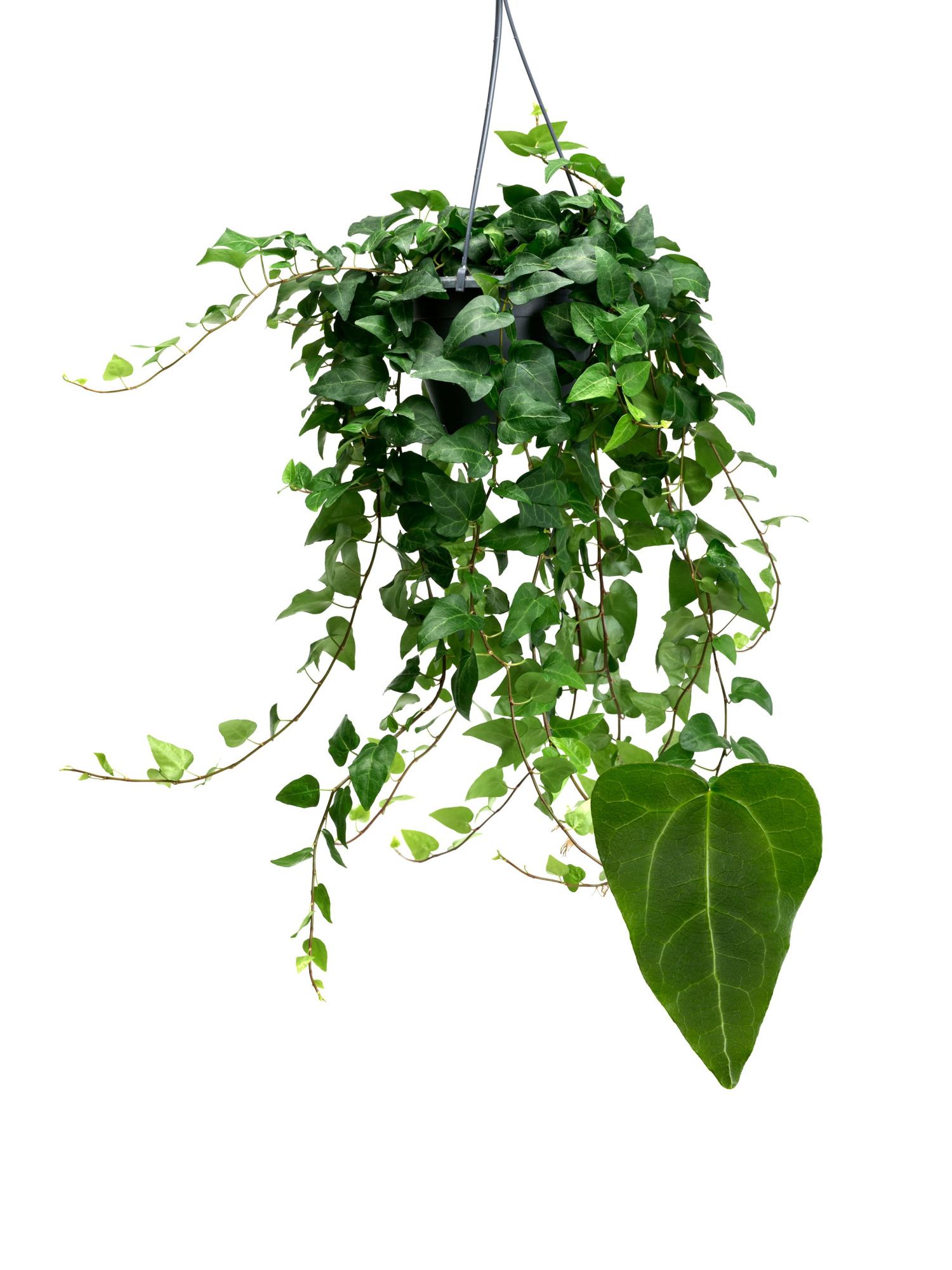 Mein Herz 19cm, D 19 cm