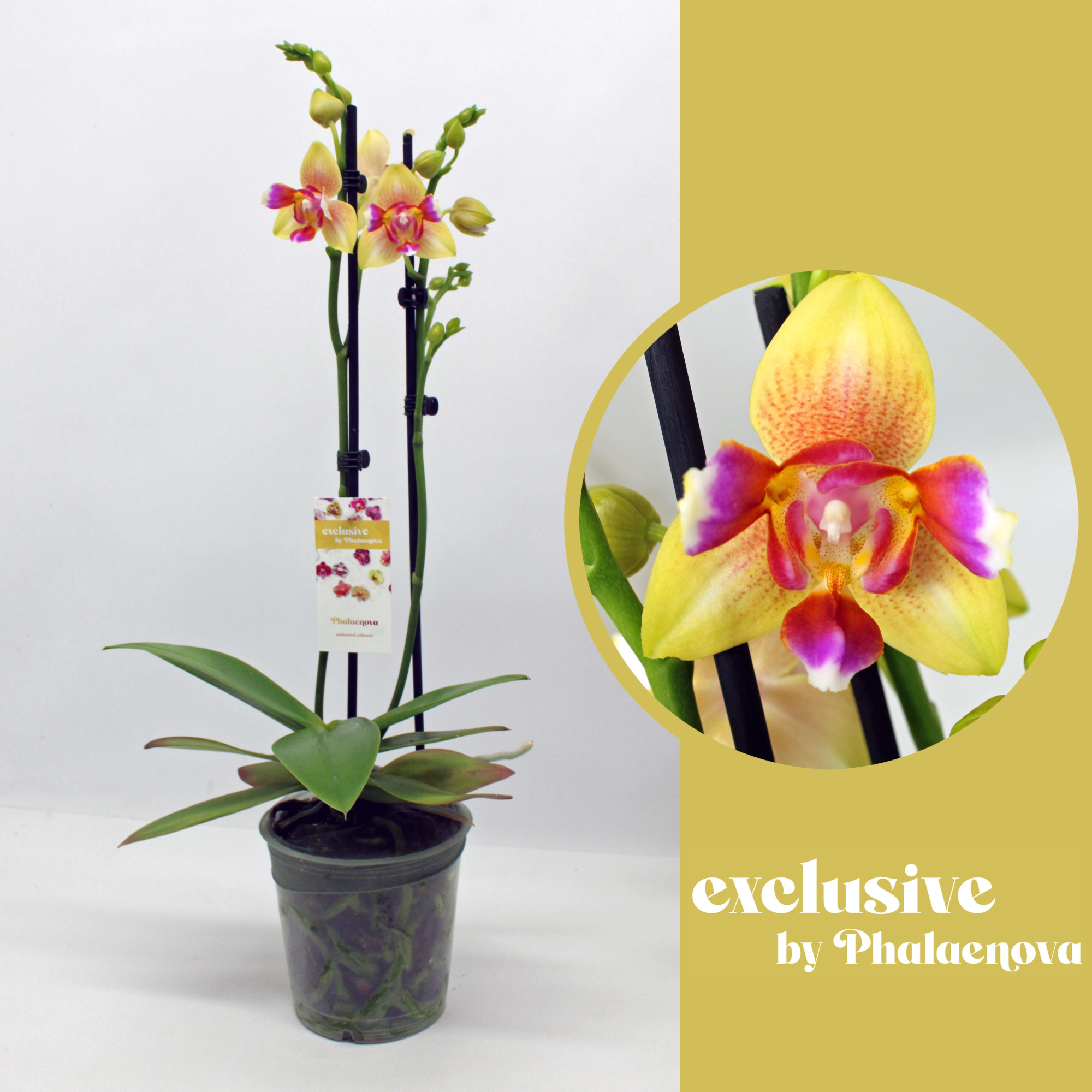 Lily 2-tak 50cm (GROEN), D 12