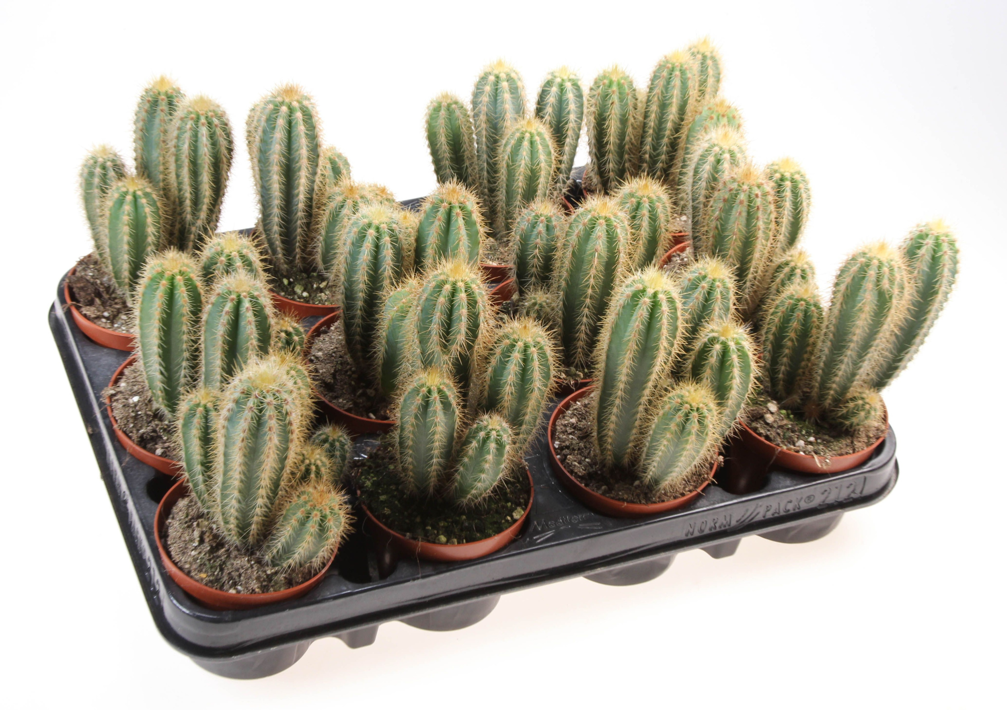 Pilosocereus pachycladus, D 8,5 cm