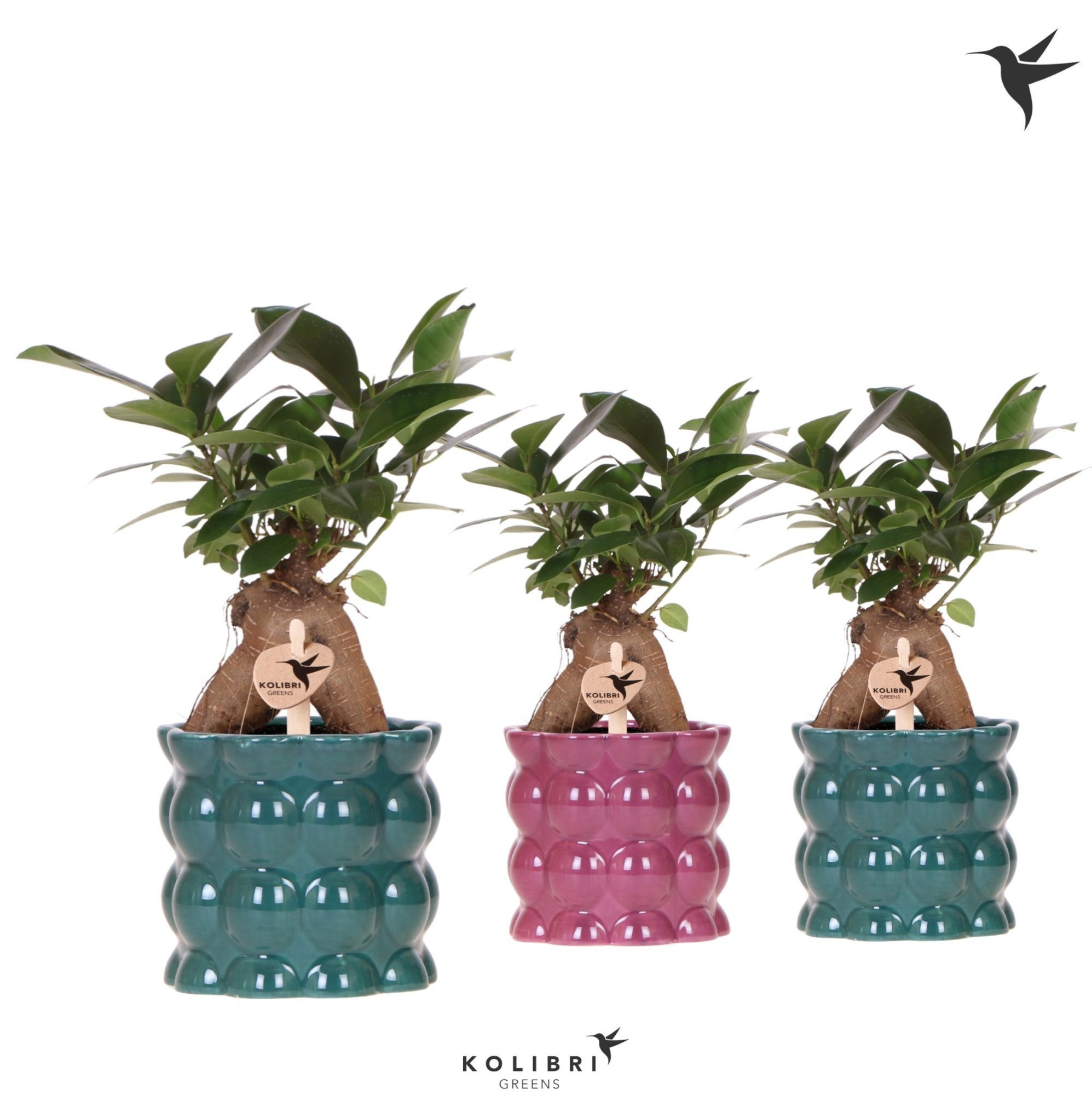 Kolibri Greens Ficus Ginseng Retusa in Cotton pot green mix, D 9 cm