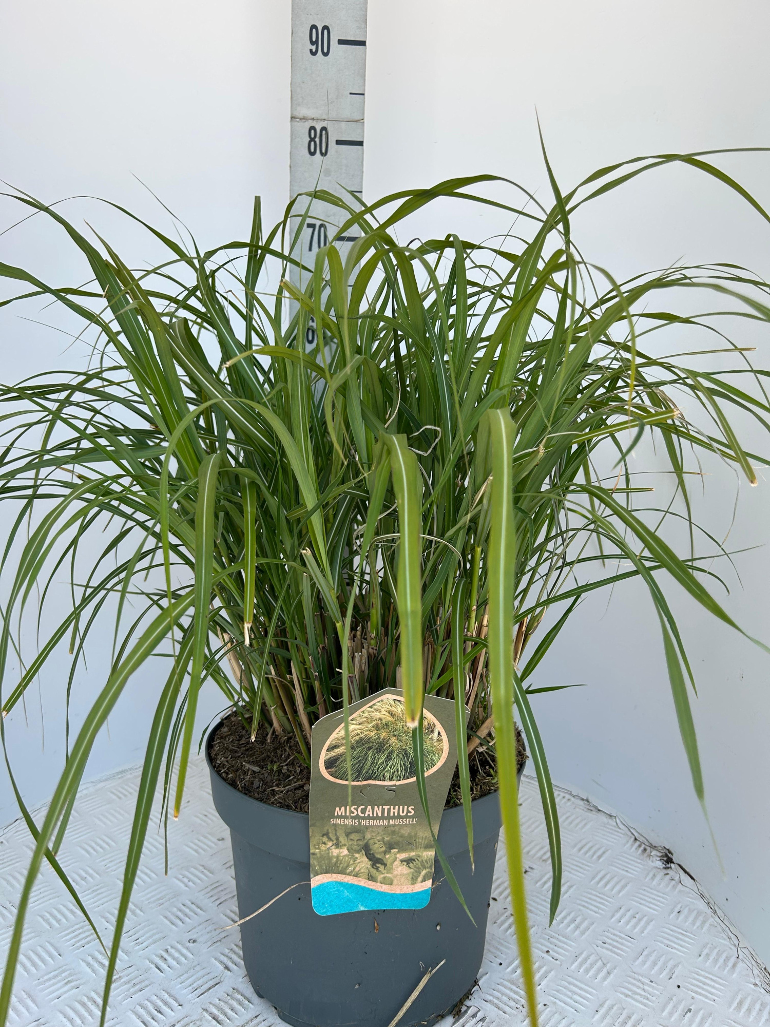 Miscanthus sin. 'Hermann Müssel', D 28 cm
