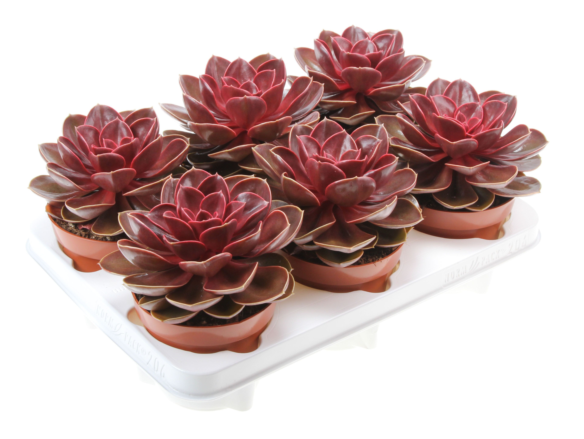 Echeveria magic parel, D 12 cm
