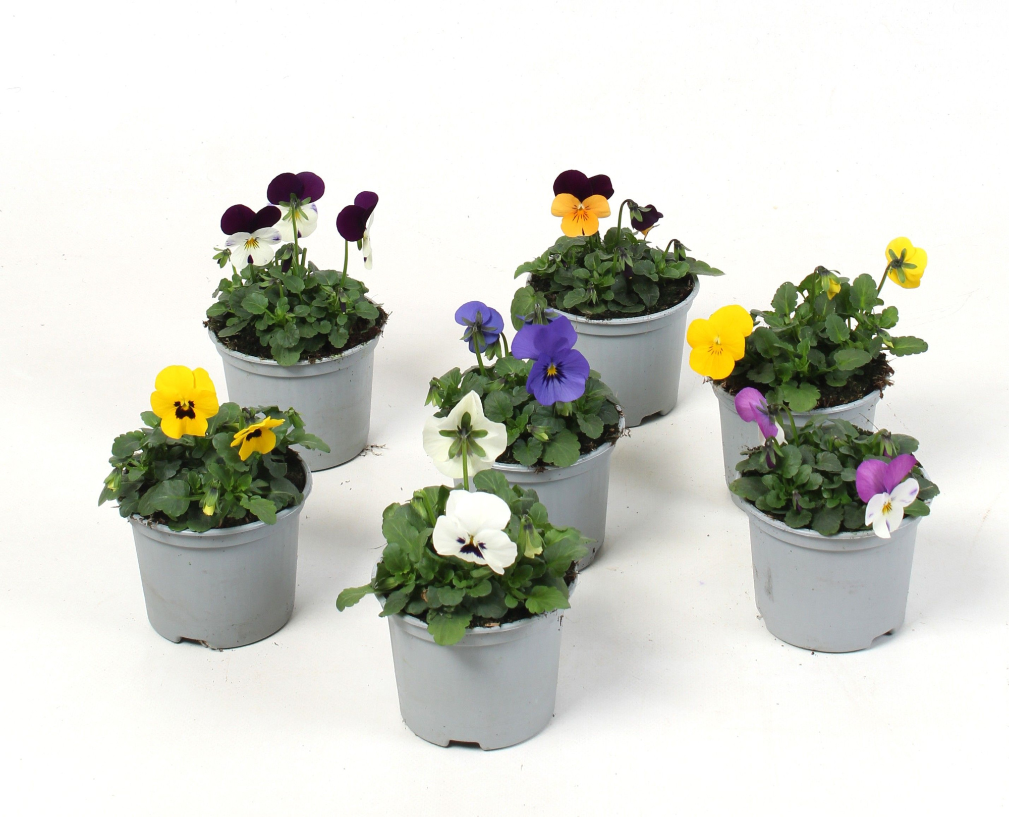 Viola Cornuta Mixkar (viool), D 9