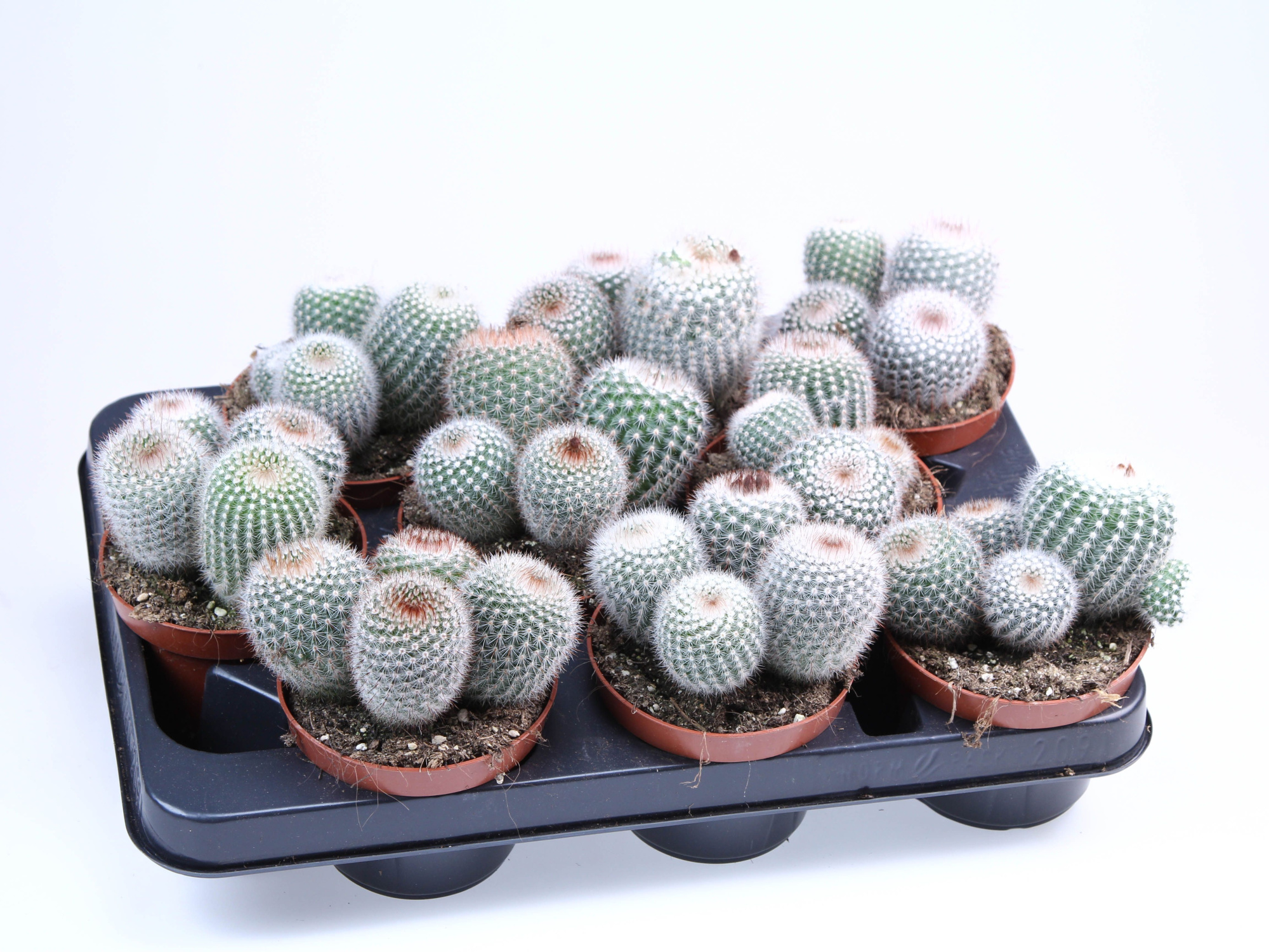 Notocactus Scopa, D 10,5 cm