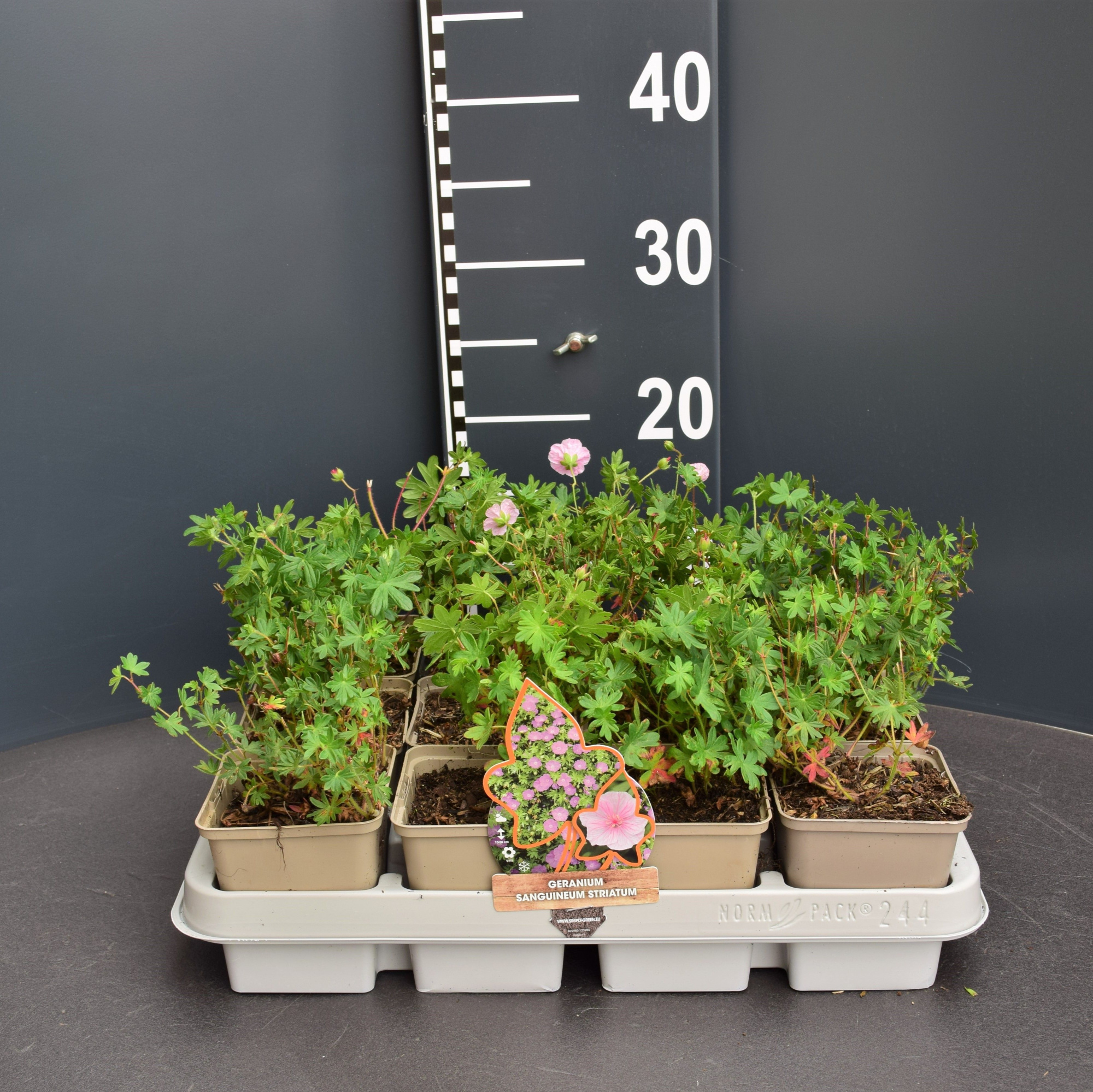 Geranium Sanguineum "Striatum", D 9 cm