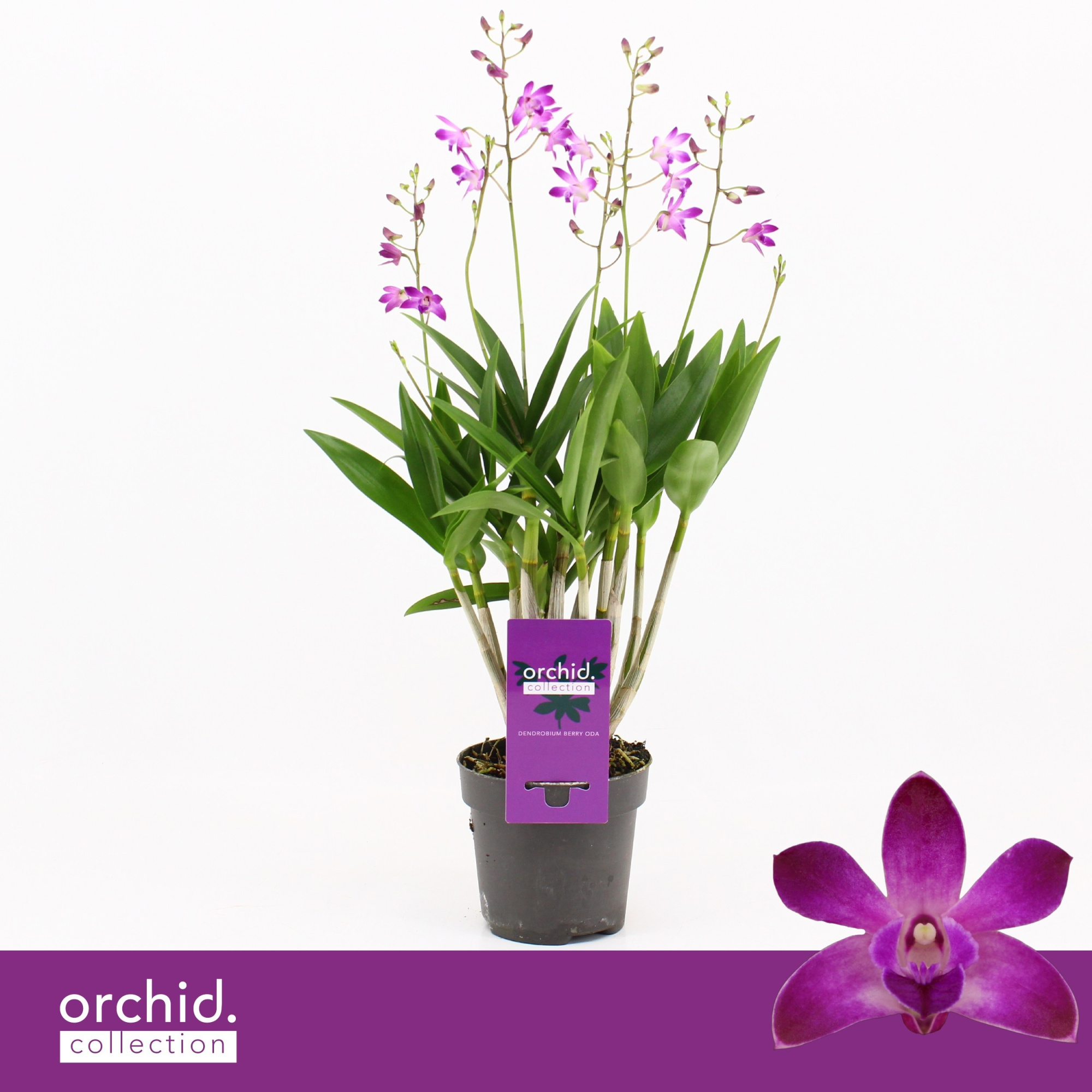 Dendrobium, Berry Oda XXL 4+ spike 'Orchid Collection', D 12
