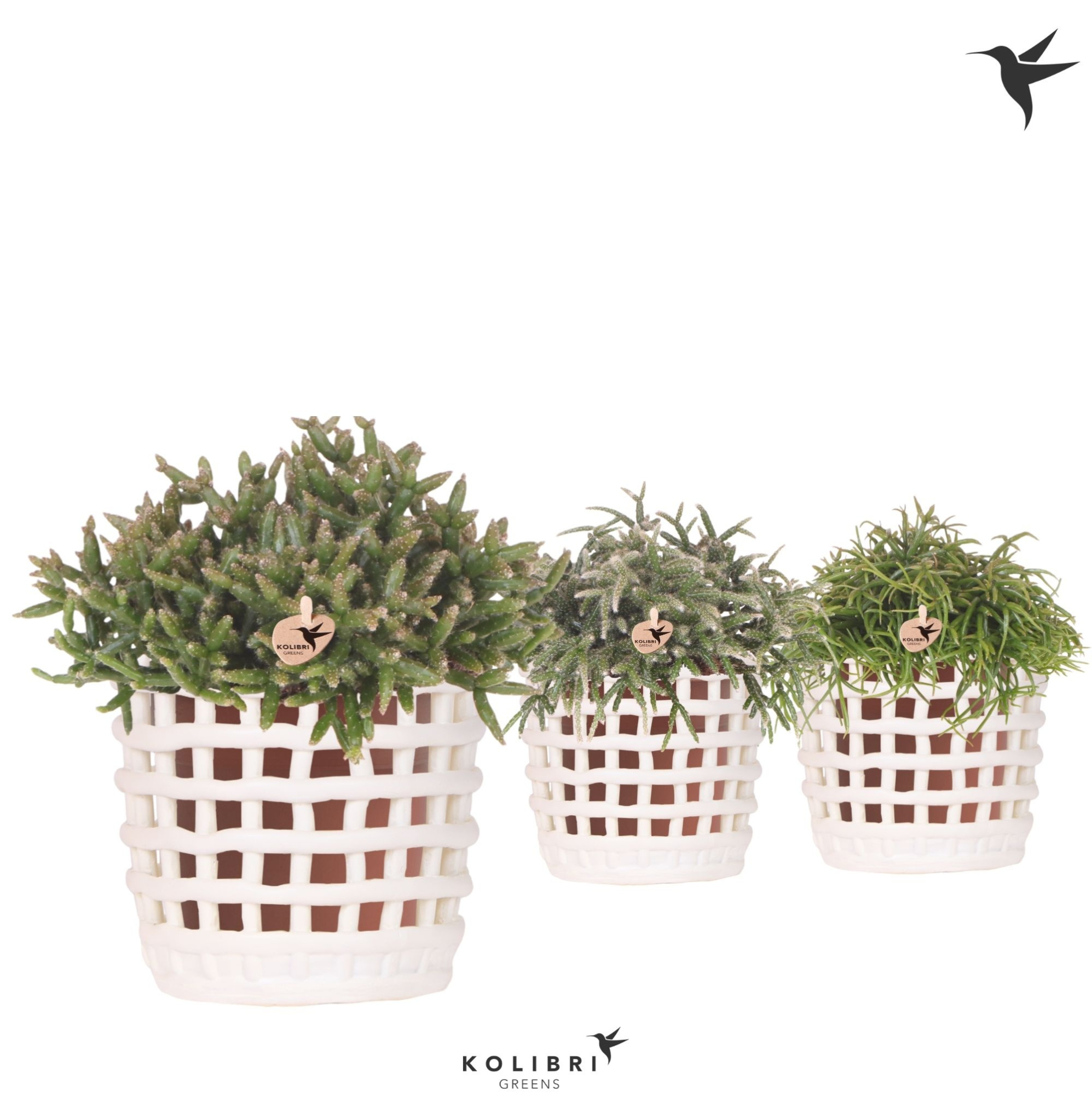 Kolibri Greens Rhipsalis mix in Mesh pot white, D 12 cm