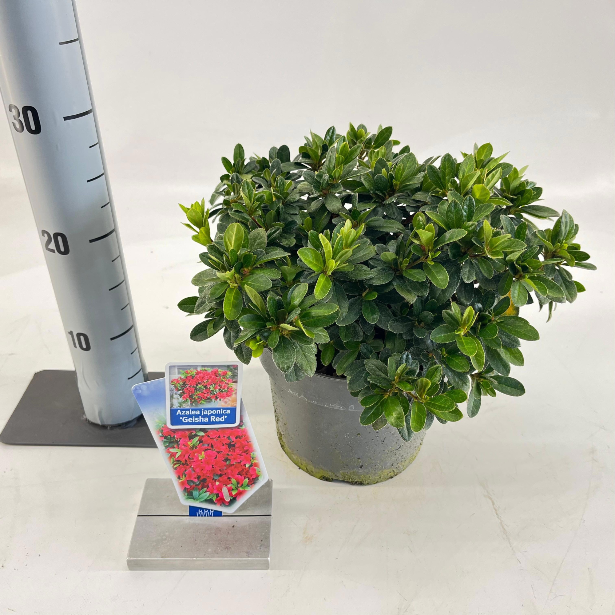 Rhododendron (AJ) 'Geisha Red', D 19 cm