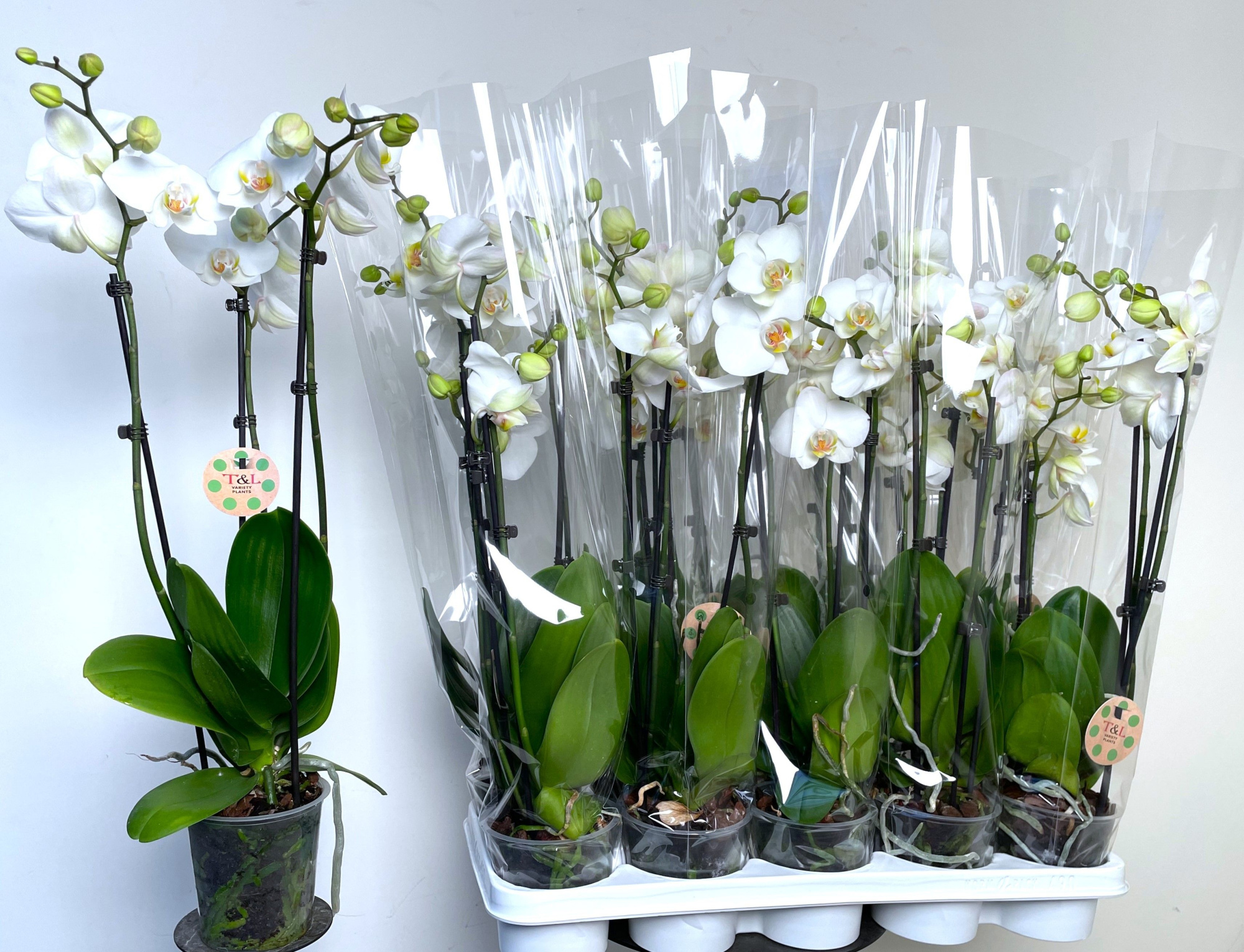 Amazing Grace 3 Tak Wit, D 12