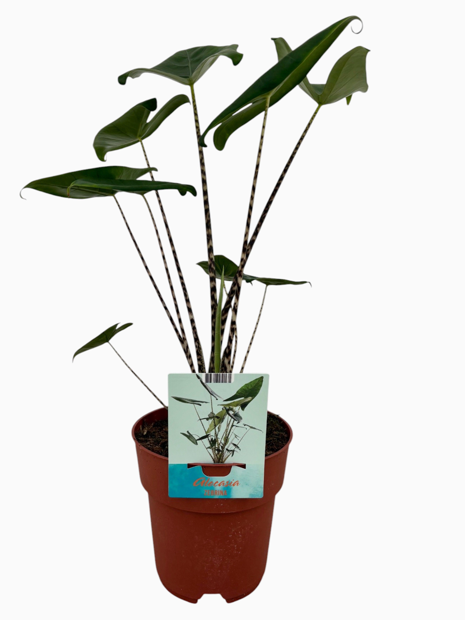 Alocasia Zebrina (Peat Free / Veenvrij), D 19 cm