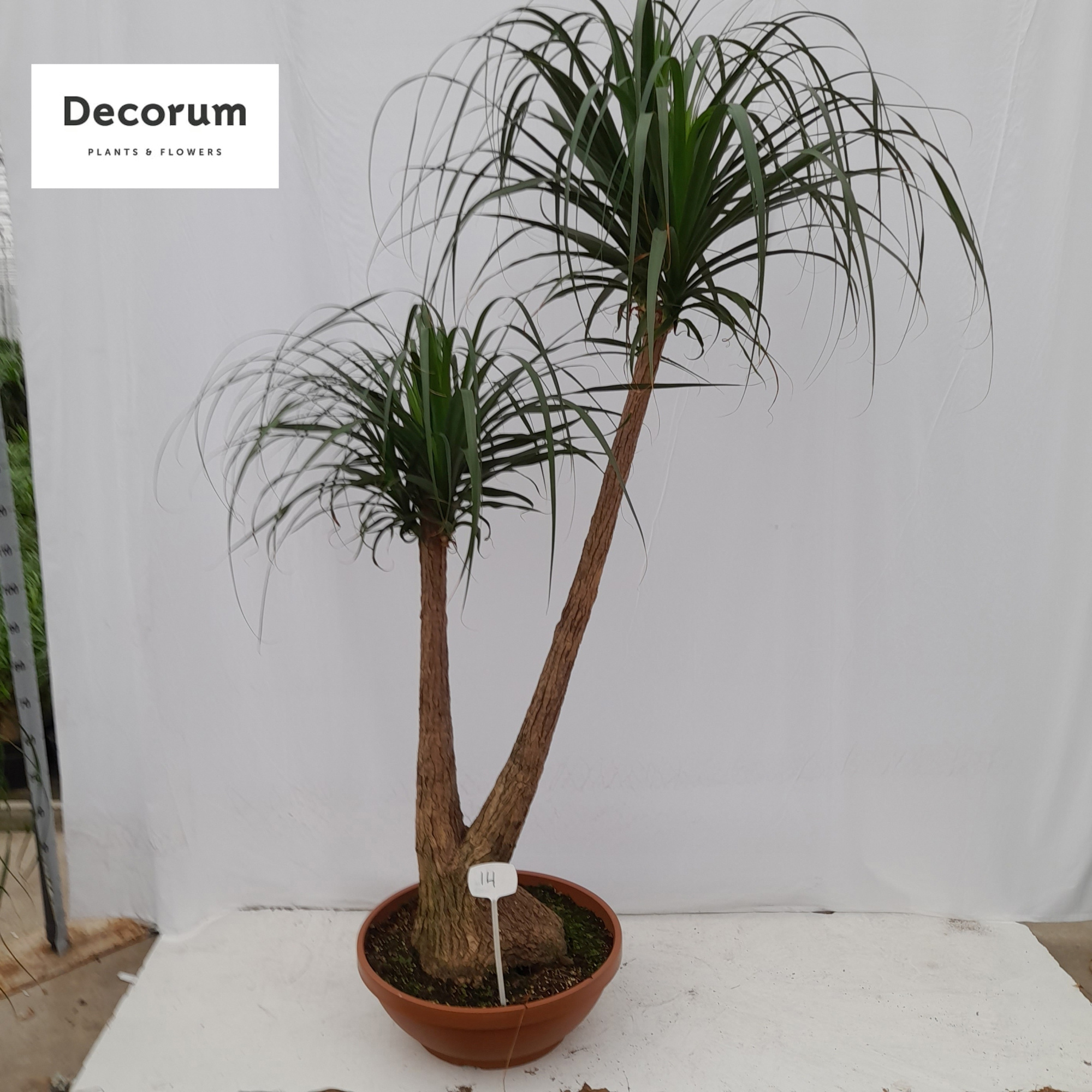 Beaucarnea vertakt op nummer 14, D 60