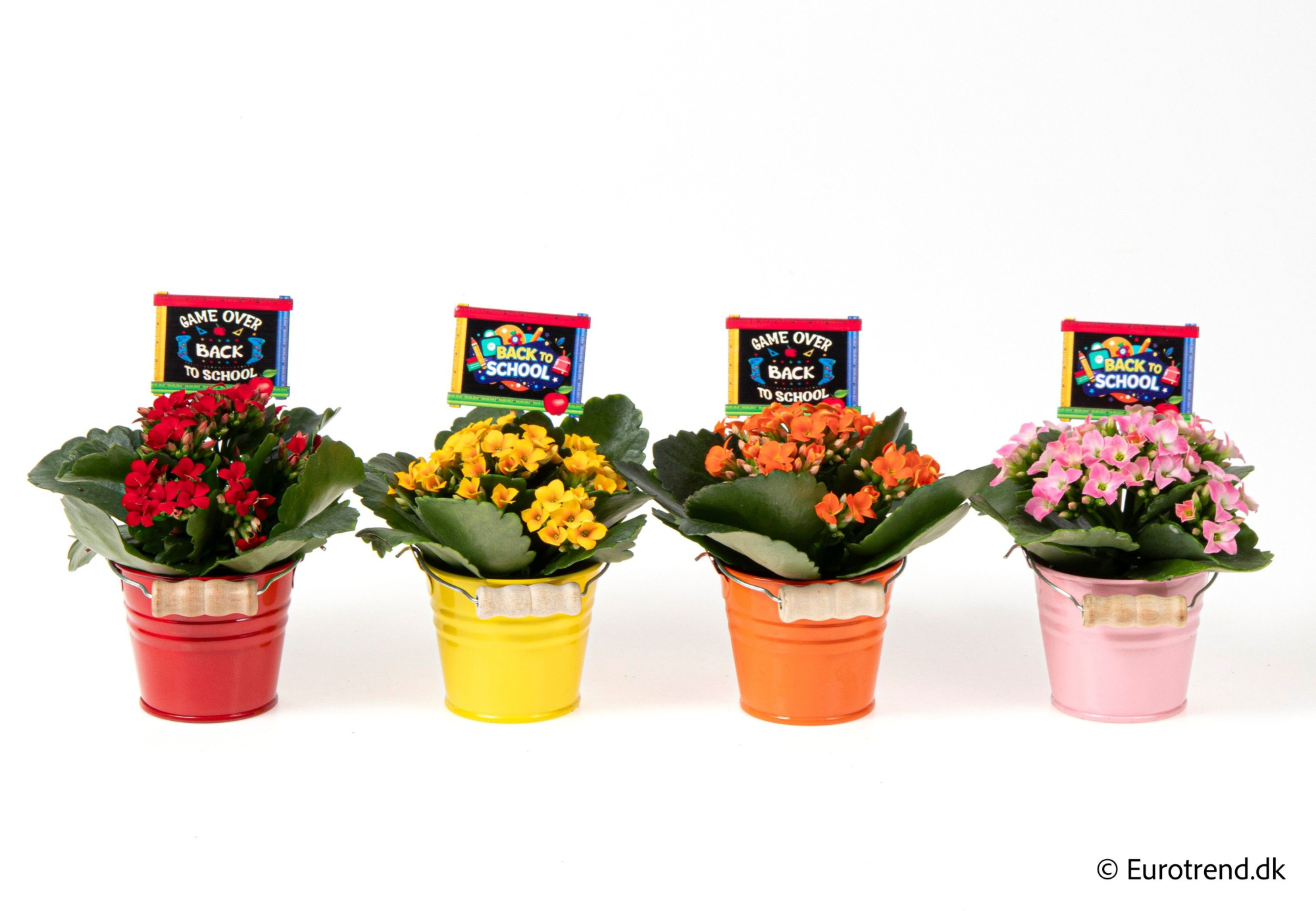 Kalanchoe in Zink buckets - Spring, Summer & Autumn 2025, D 6 cm