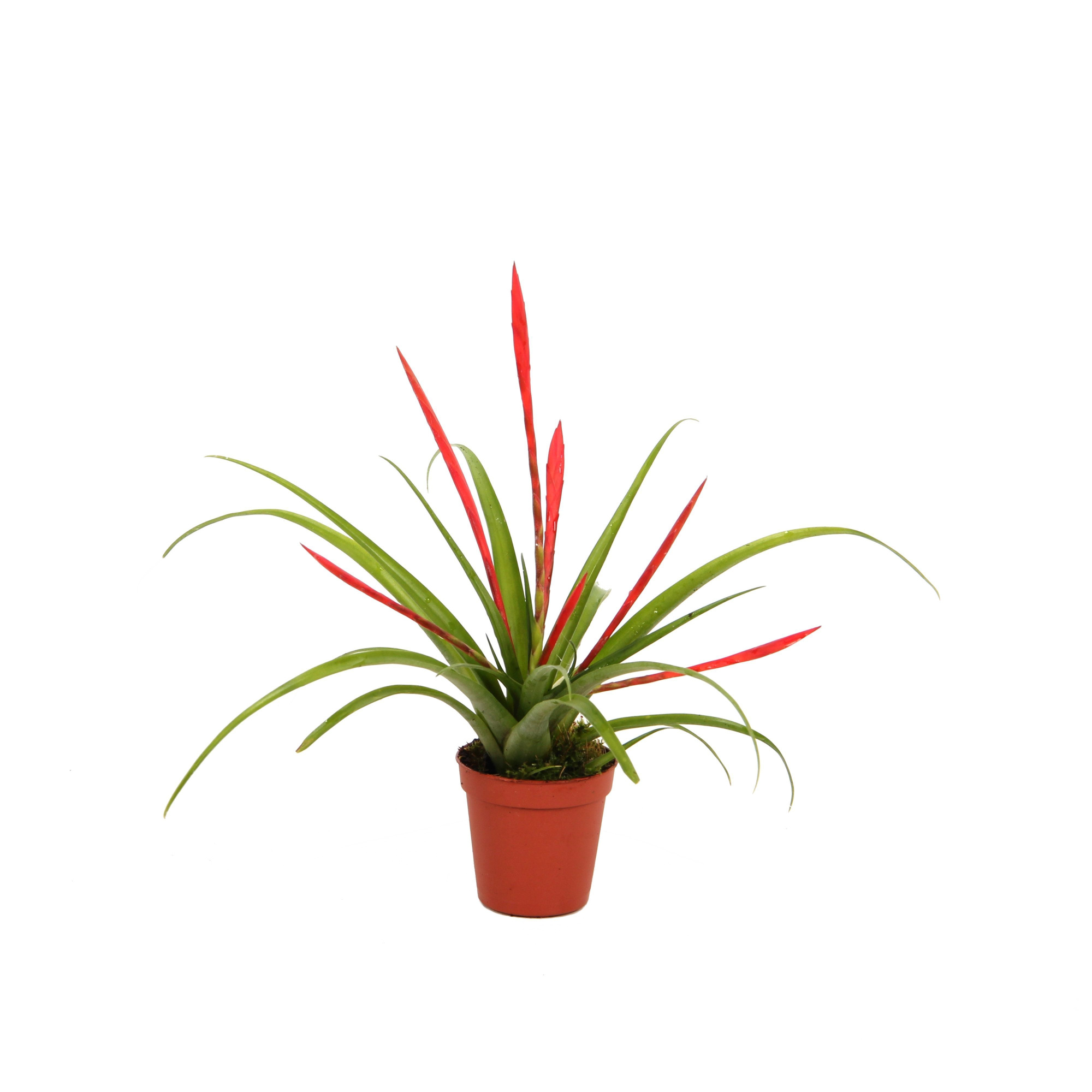 Tillandsia Flabellata, D 5,5 cm