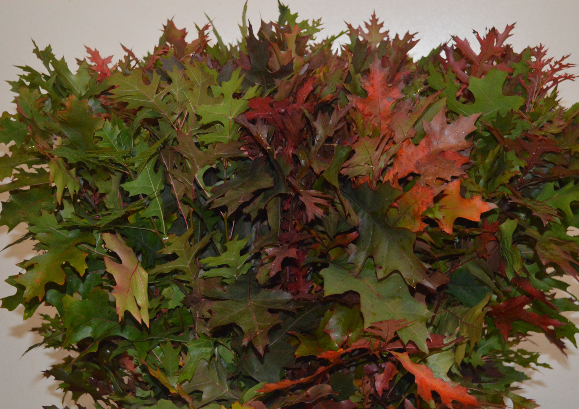 Кверкус Палюстрис 80, шт.