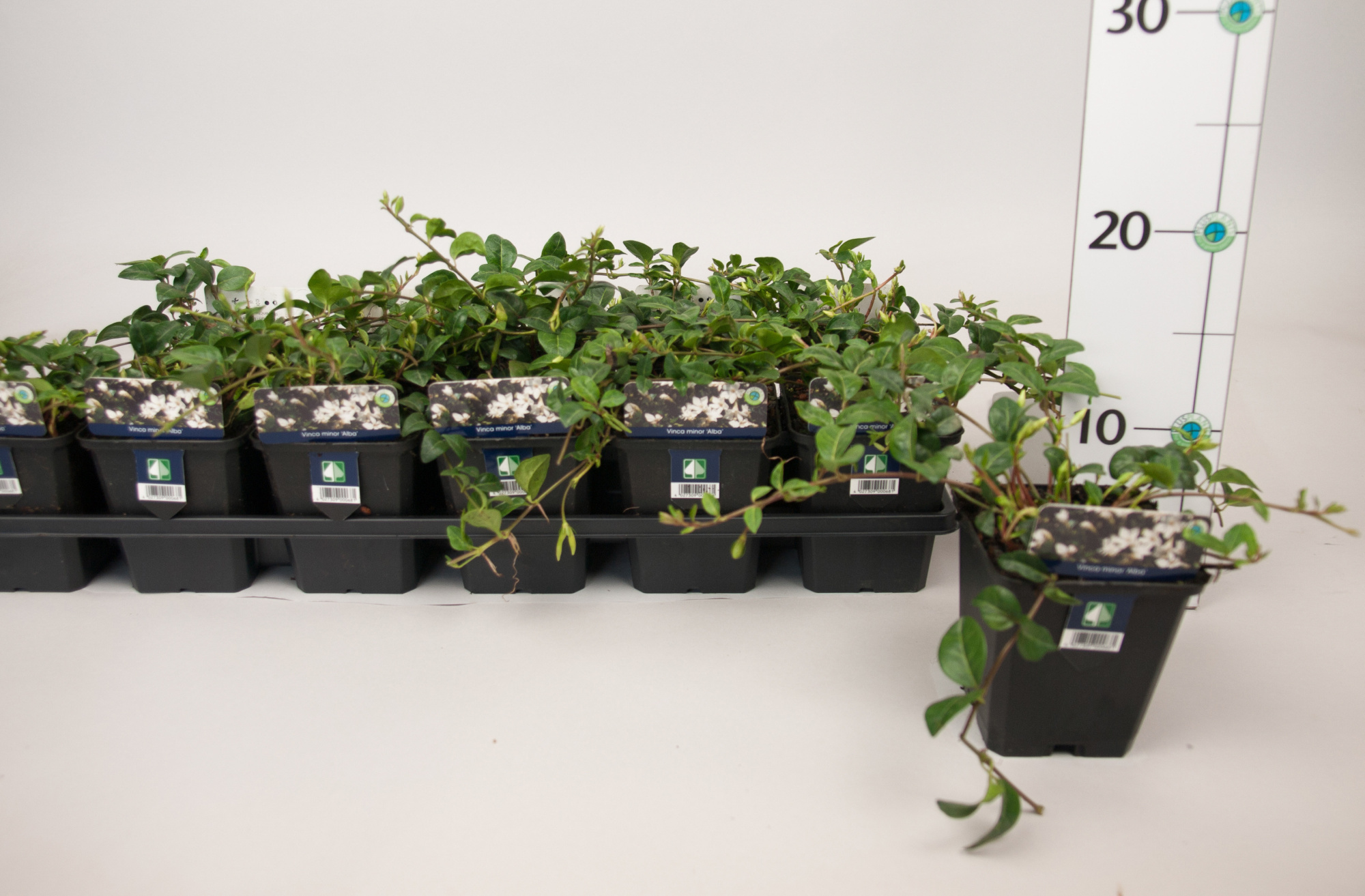 Vinca minor 'Alba' P9x9eck, D 9 cm