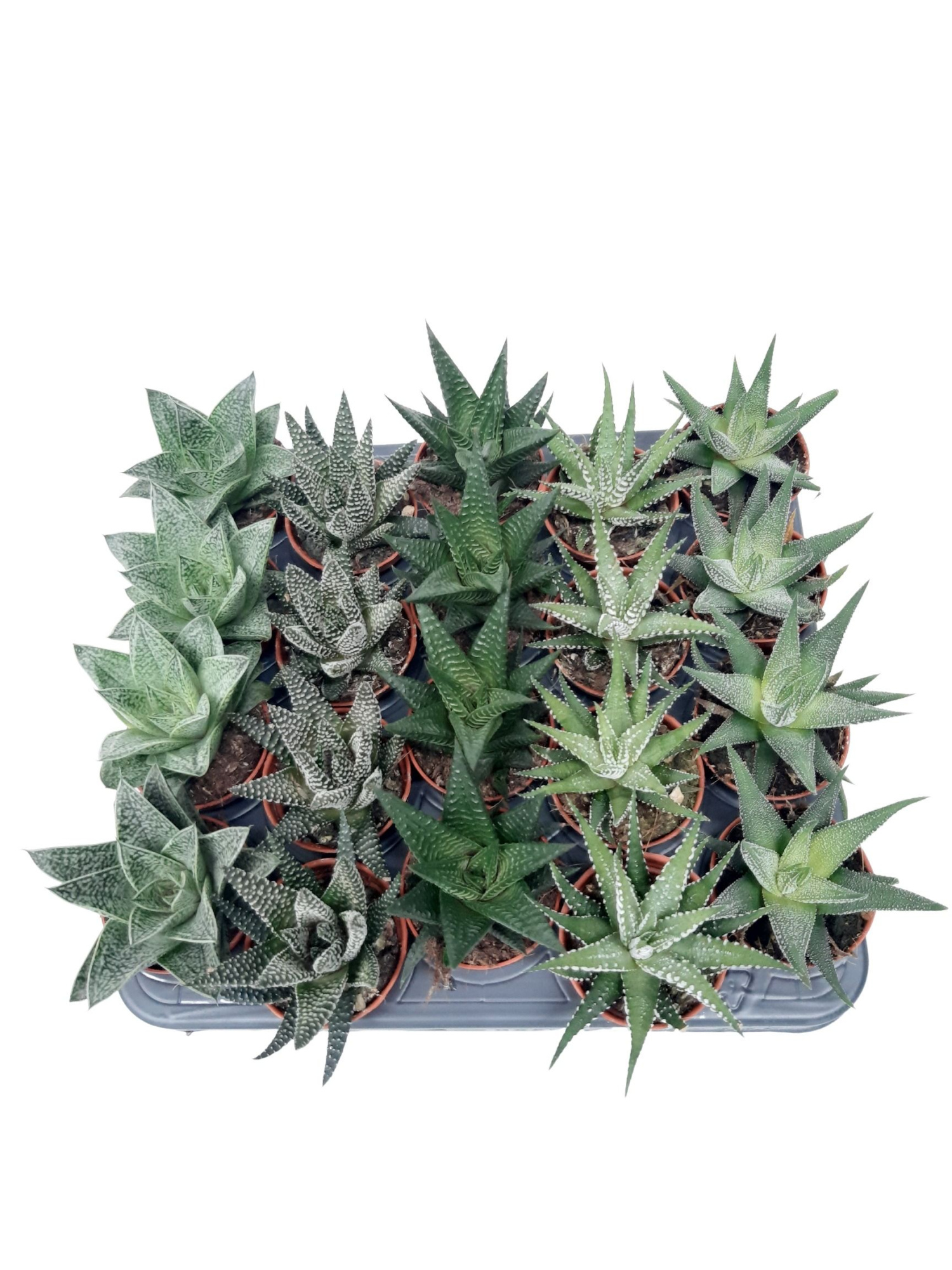 SNSUC2 Mini Succulent mix 5,5 cm - 5 soorten per tray, D 5,5 cm