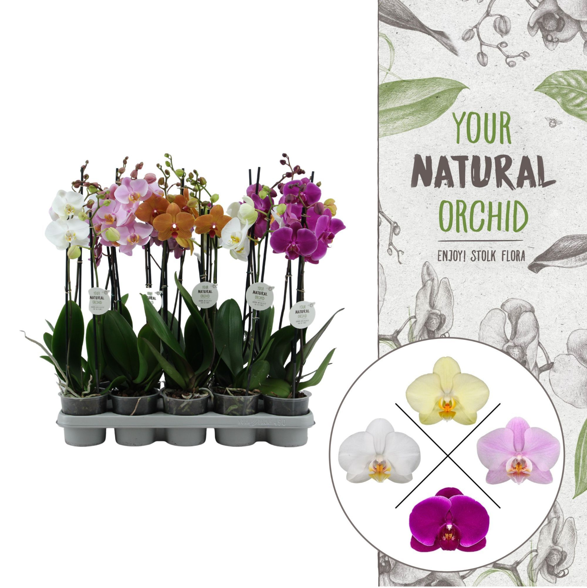 Your Natural Orchid | Mix 50cm | Phalaenopsis 2 spike, D 12 cm