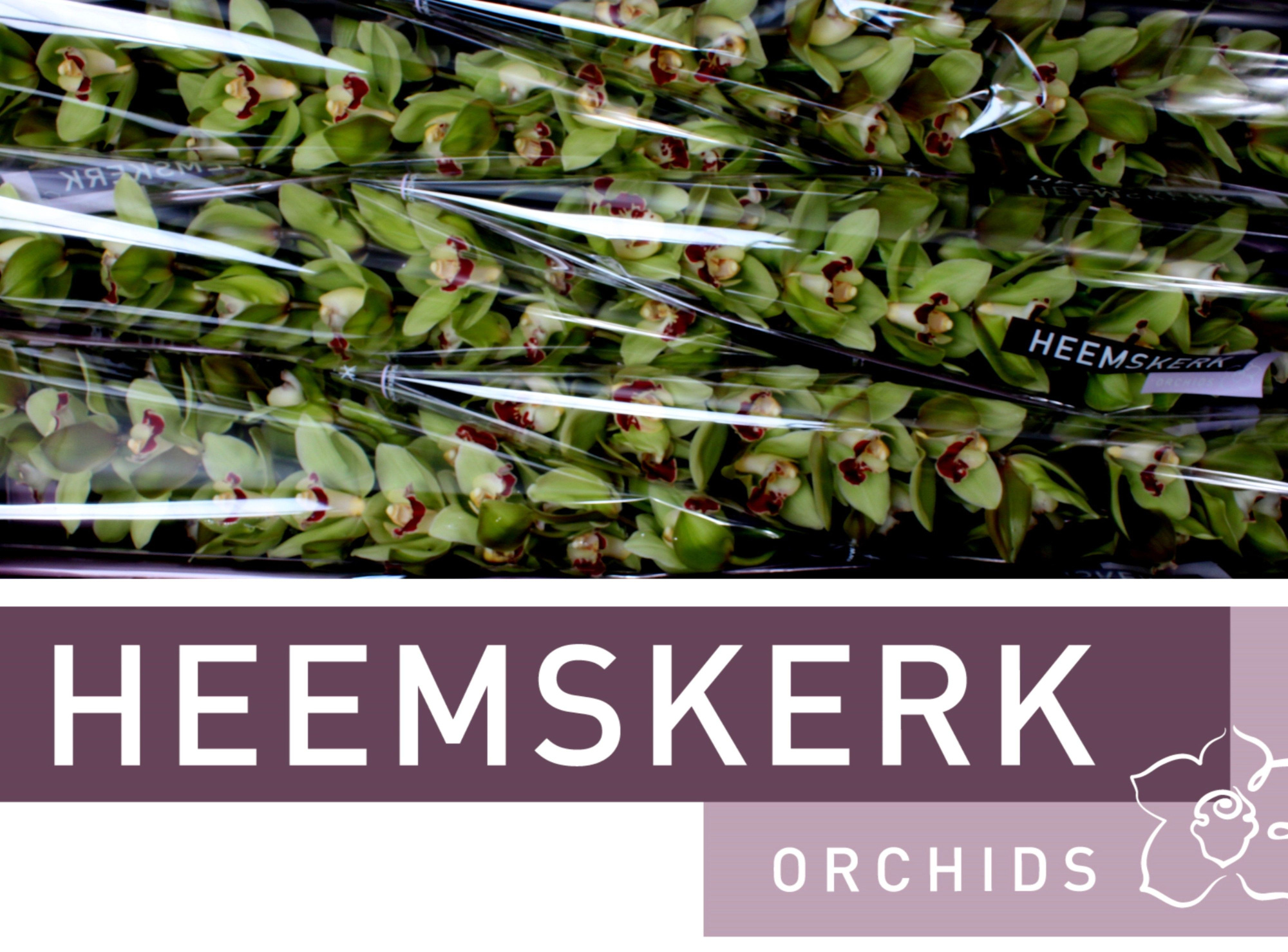 Цимбидиум Мачтелд x6 80, шт.