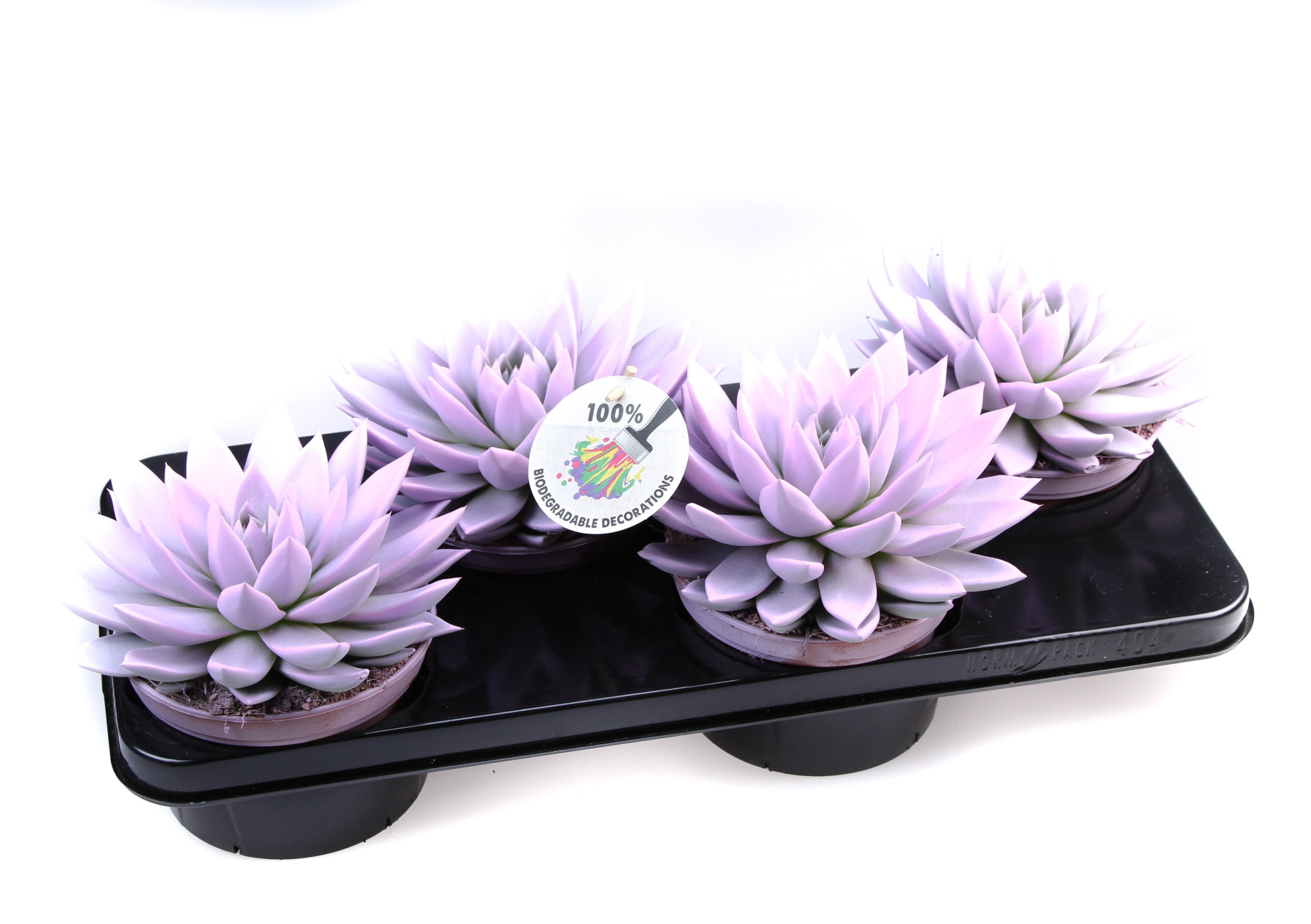 Rainbow baby pink, D 15 cm