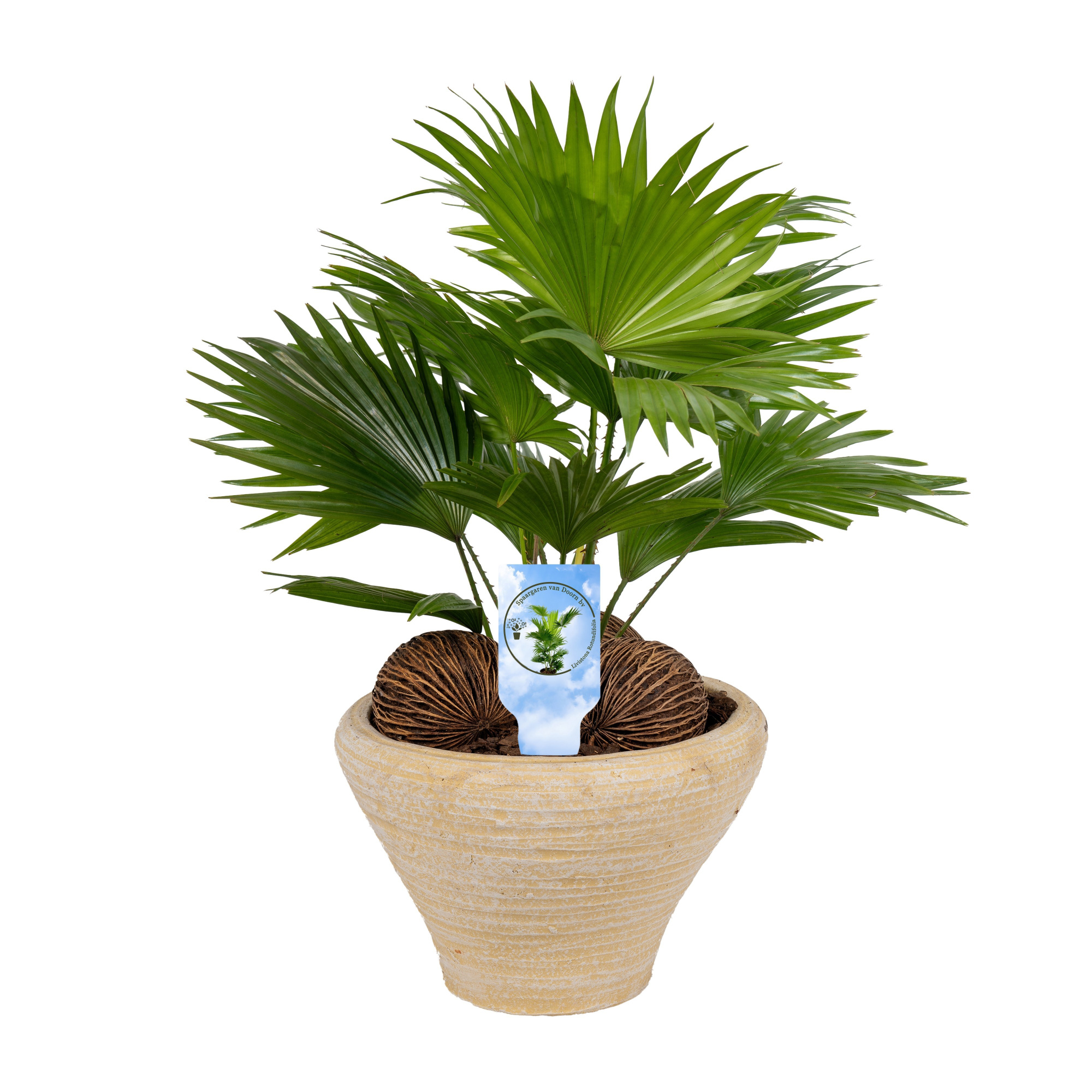 Livistona nr 6 hoedje creme Lucht Zuiverend asp, D 26