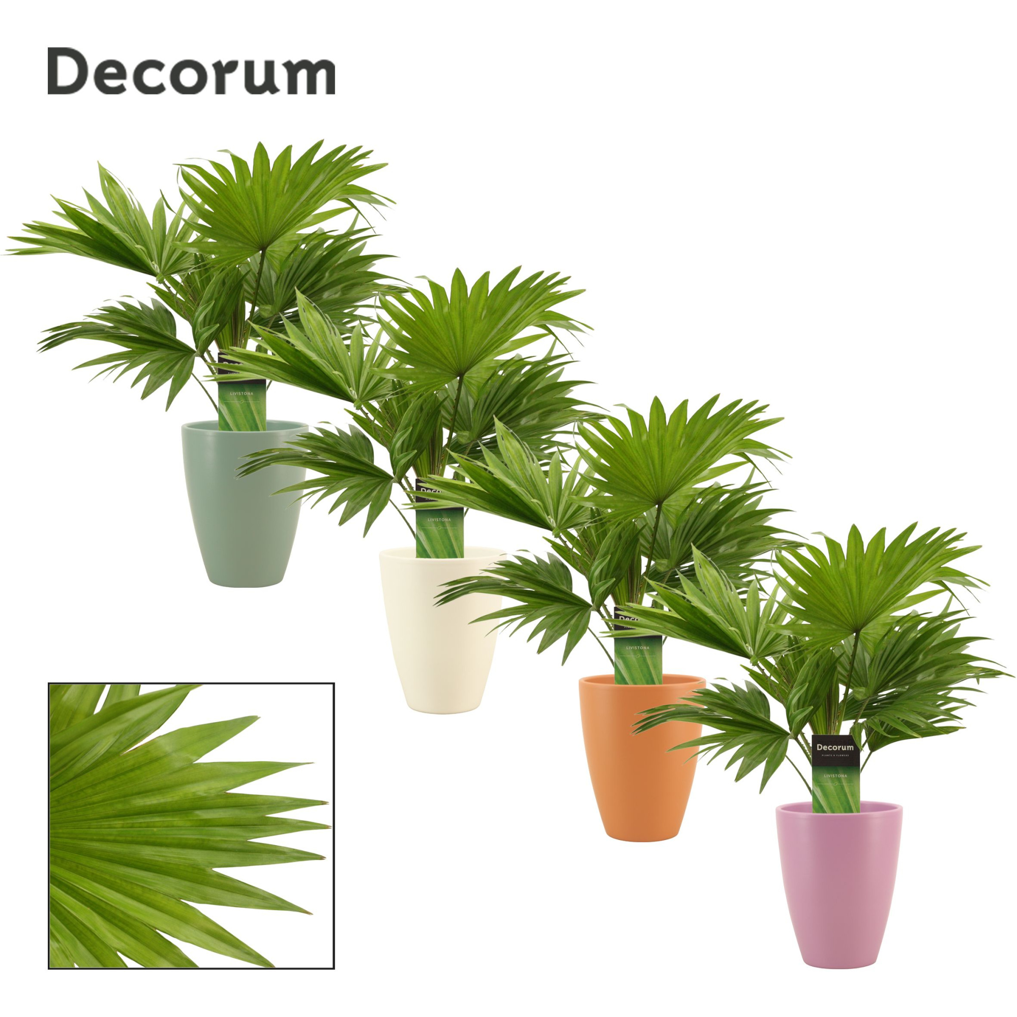 Livistona Rotundifolia 12 cm in Carly (Craft world-collection), D 12