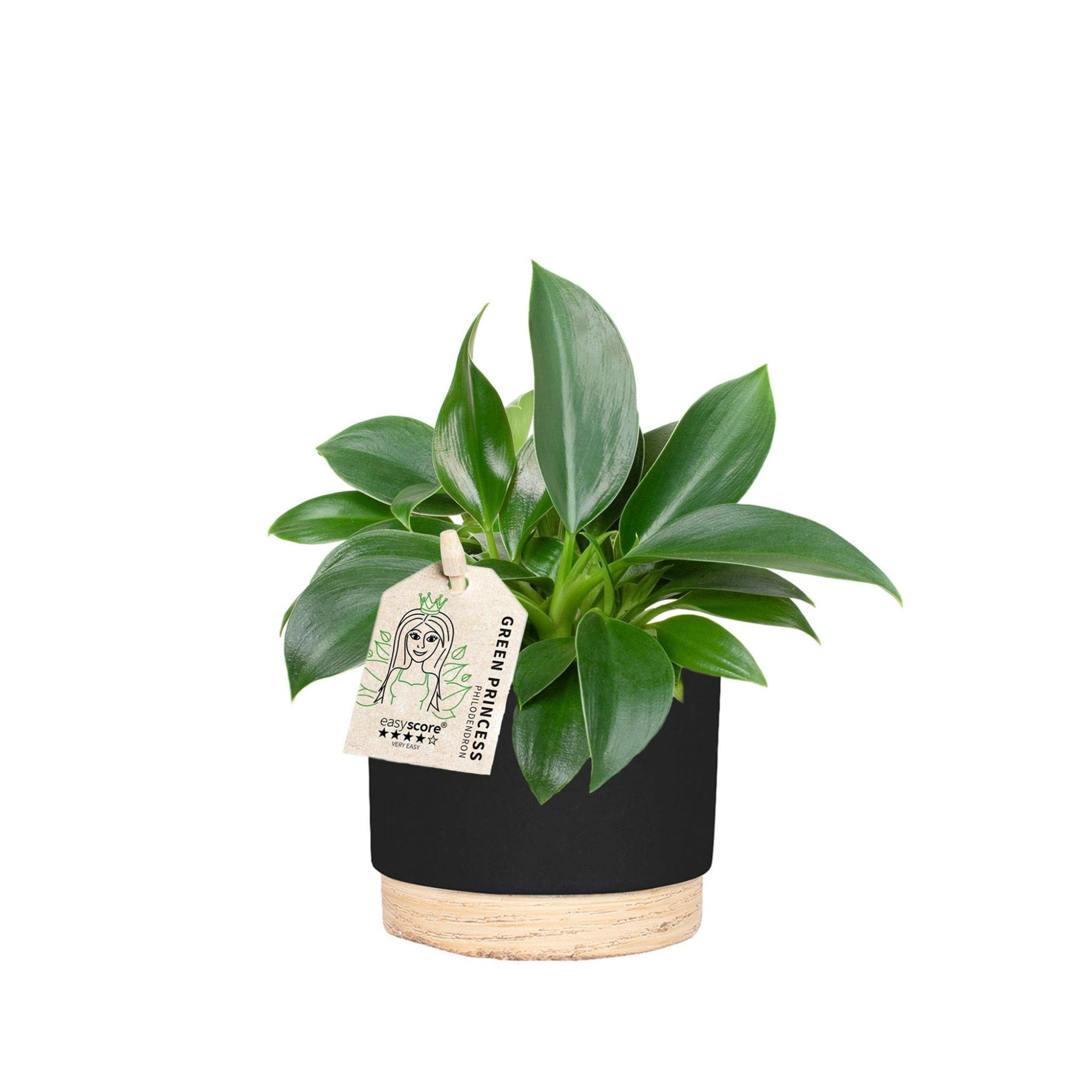 Woodbase Liquorice, Philodendron Green Princess, D 7 cm