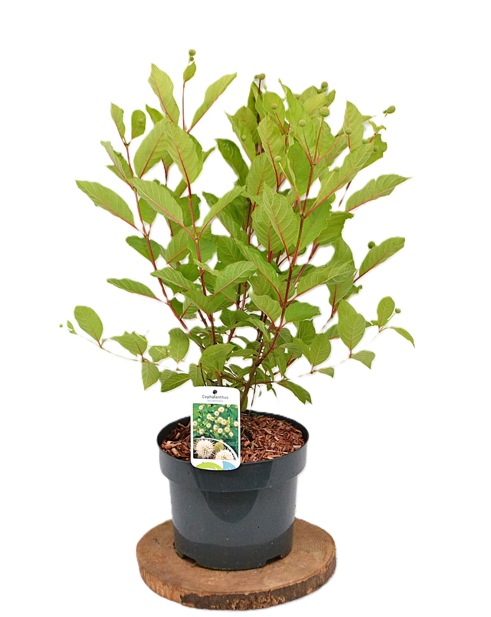 Cephalanthus occidentalis C5, D 23