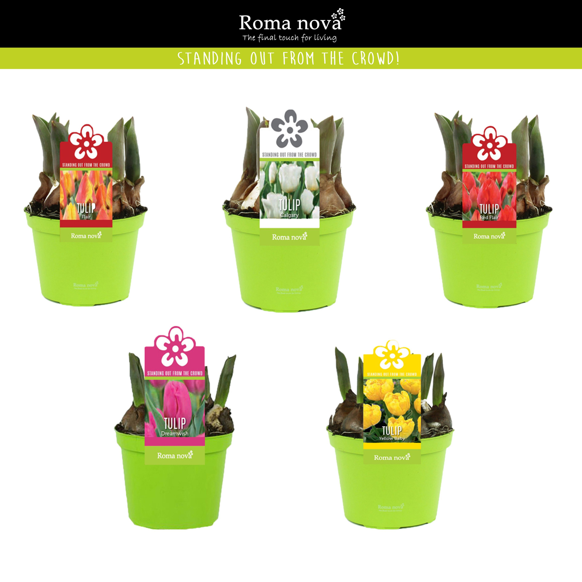 Tulp gemengd 12cm, D 12