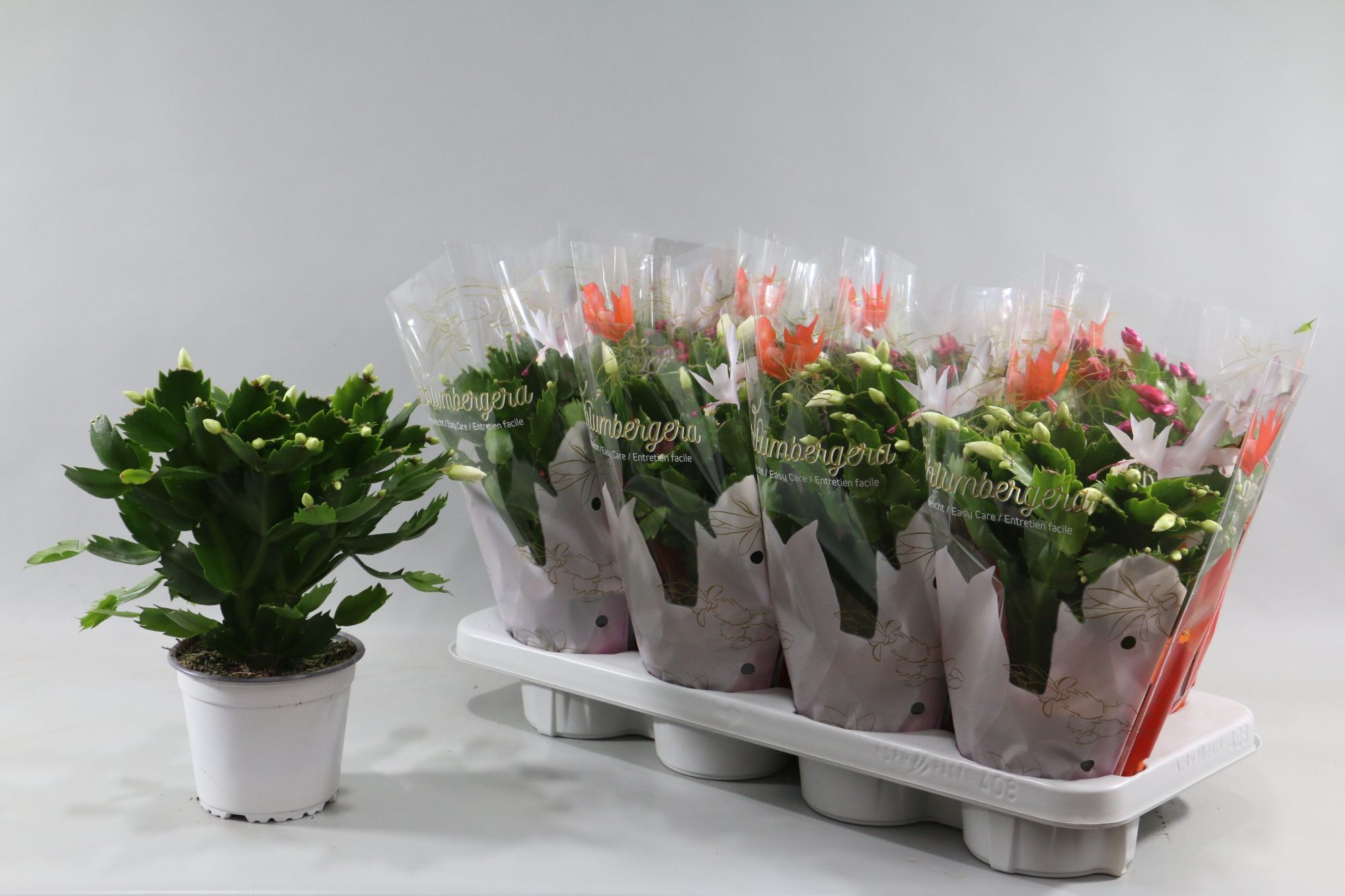 Schlumbergera wit 45+ knop"Sunshiners®", D 13 cm