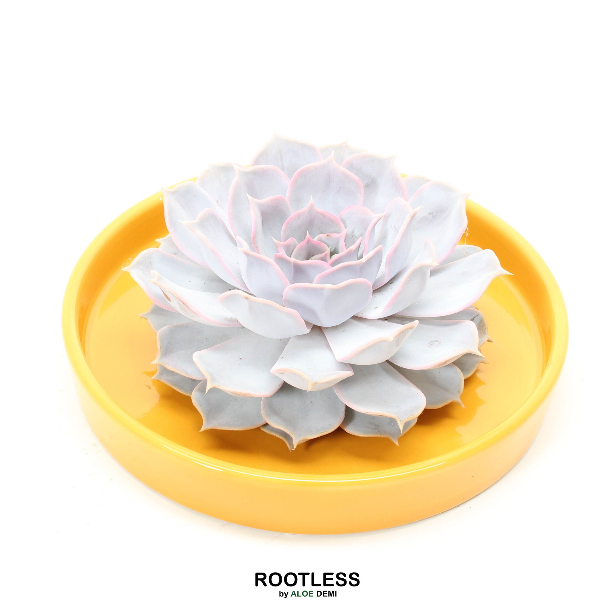 ROOTLESS Echeveria, Yellow bowl, D 21