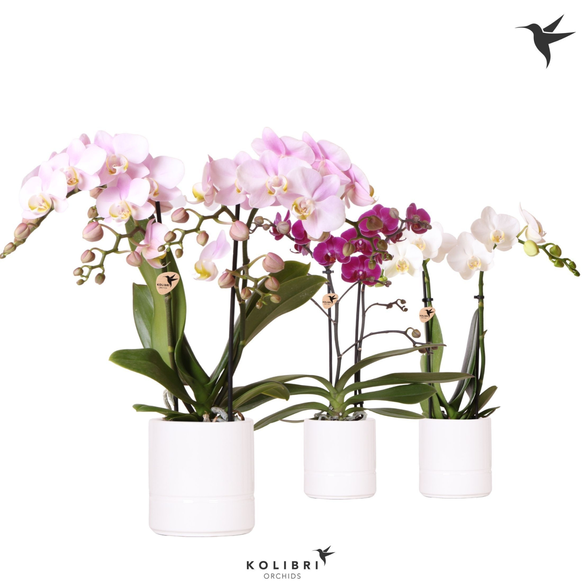 Kolibri Orchids Phalaenopsis mix 2 spike in Pastel pot white, D 9