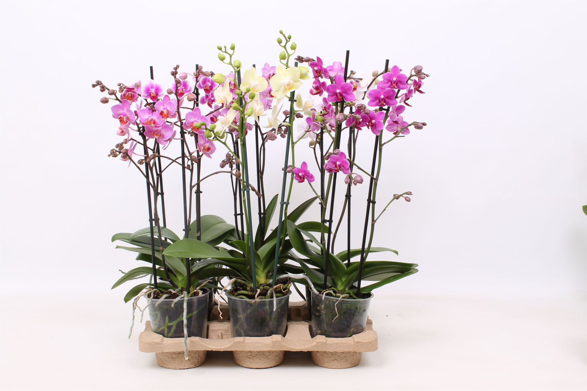 Phal. Multiflora 2-tak mix "kartontray" 22+ 5 kleuren, D 12 cm